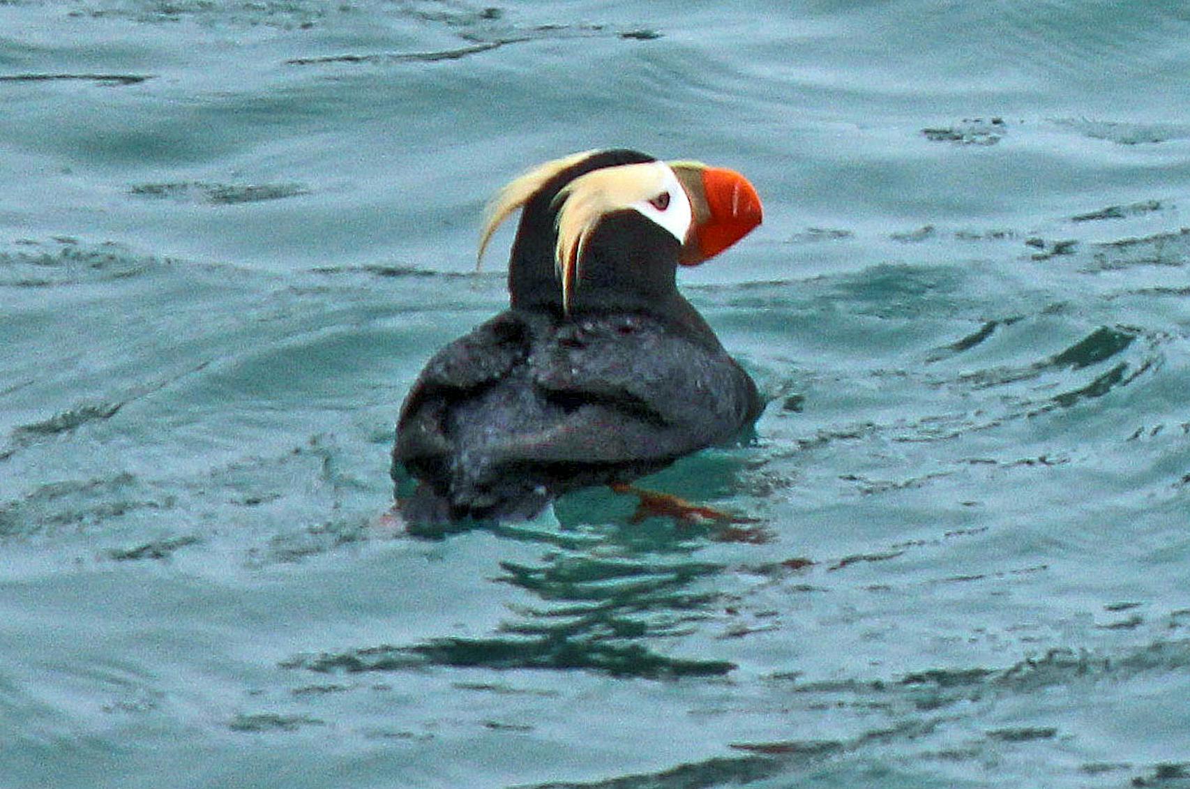 The park is estimated to have 170 bird species. A tufted puffin with its signature orange-red beak. 
