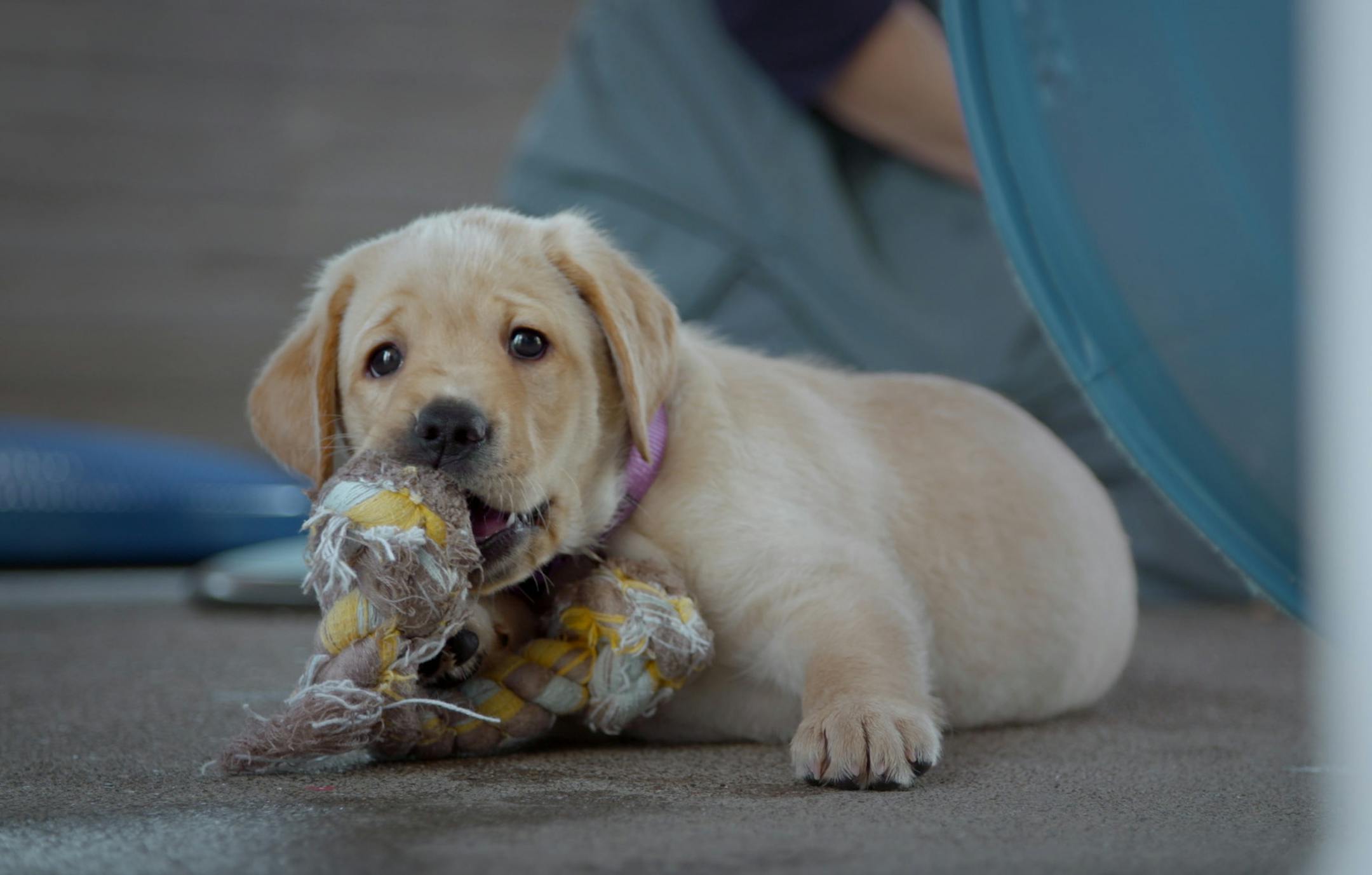"Pick of the Litter."
