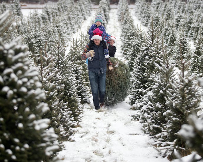 A family carrying their seven and a half foot Balsam Fir.