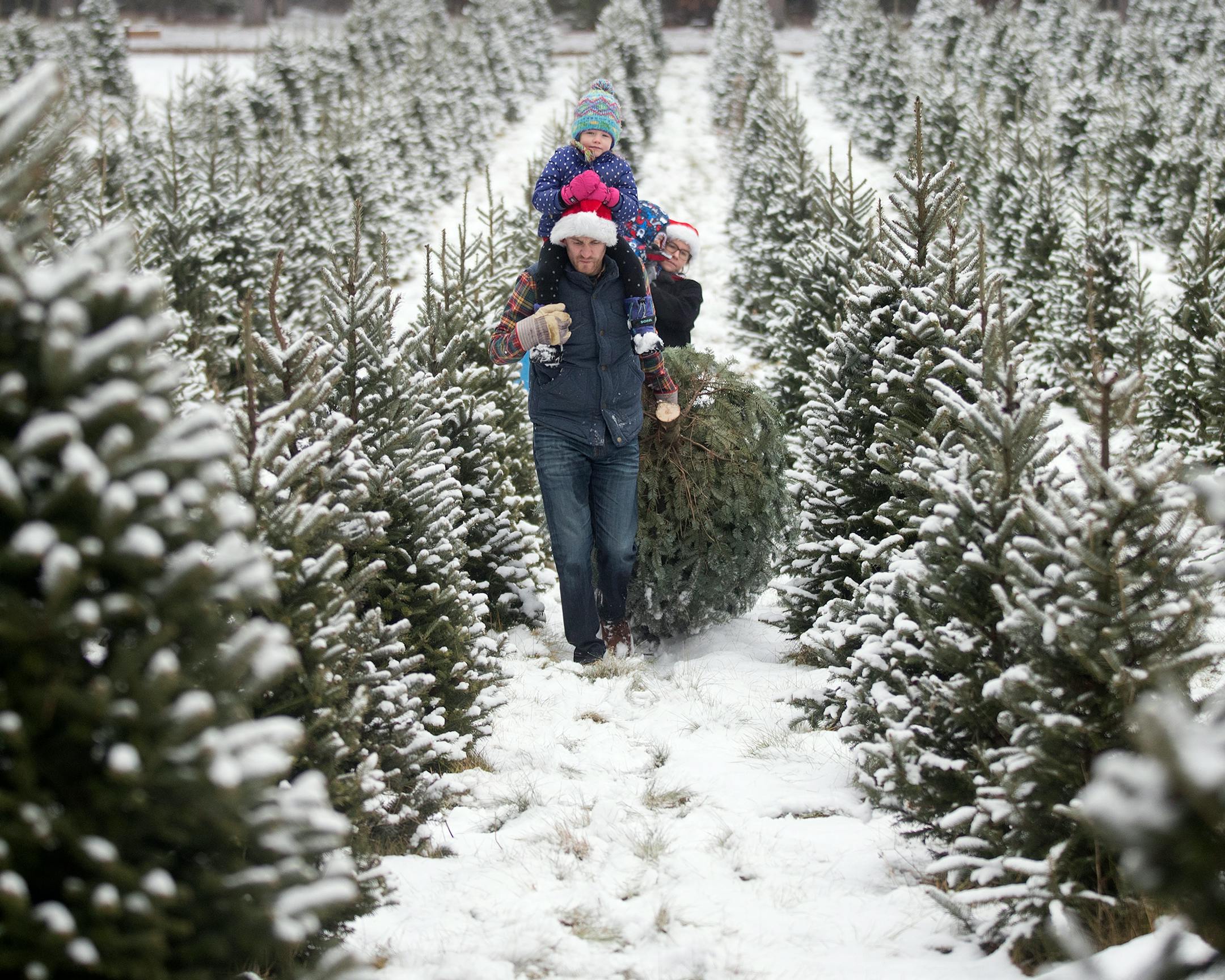 A family carrying their seven and a half foot Balsam Fir.