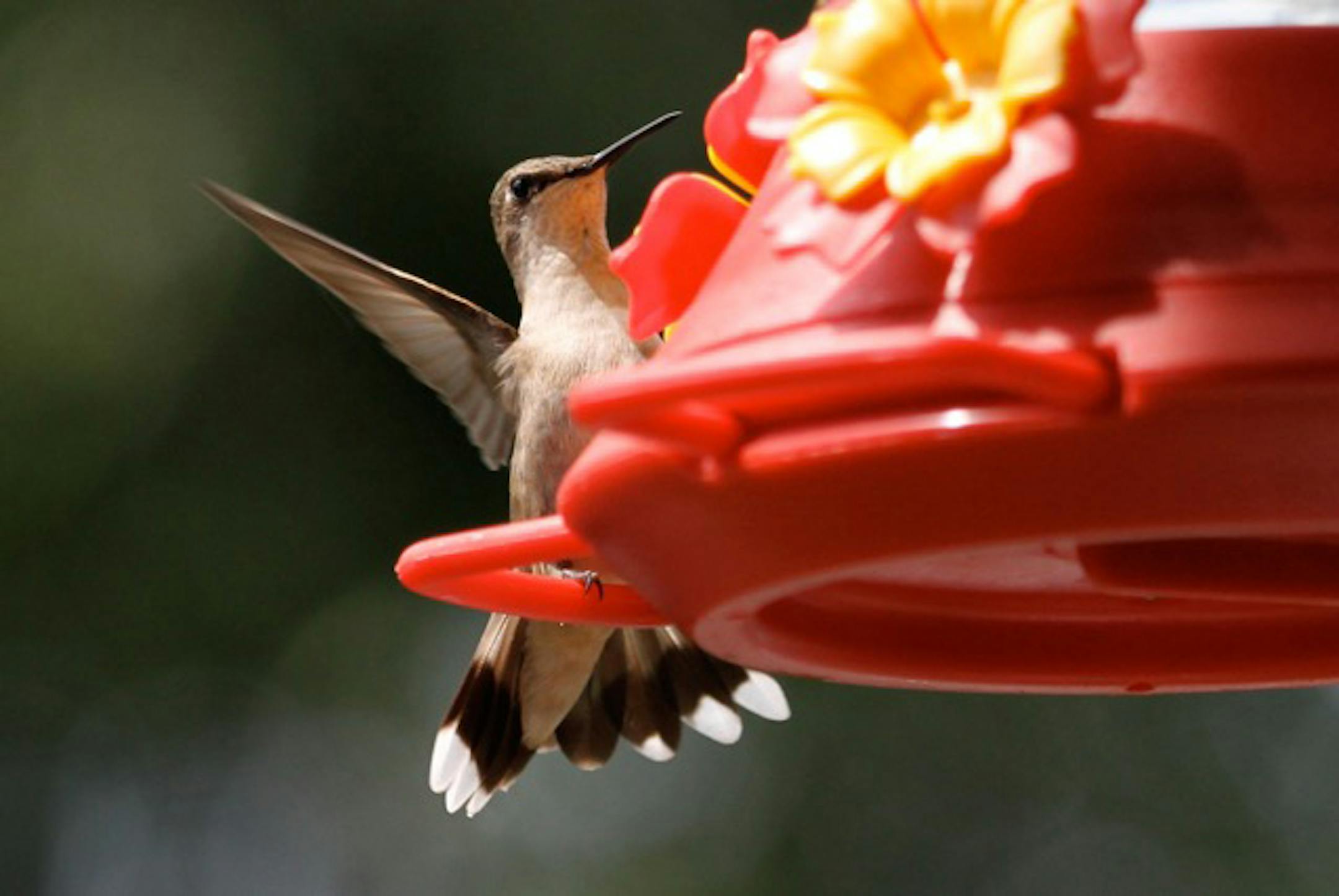 Photo by Don Severson A ruby-throated hummingbird (either a female or young bird) gets ready to fly off after a wasp buzzed it at a feeder. Ironically the yellow ìbee guardsî on this feeder in fact act as insect attractors, since yellow is a color easily seen by bees and wasps.