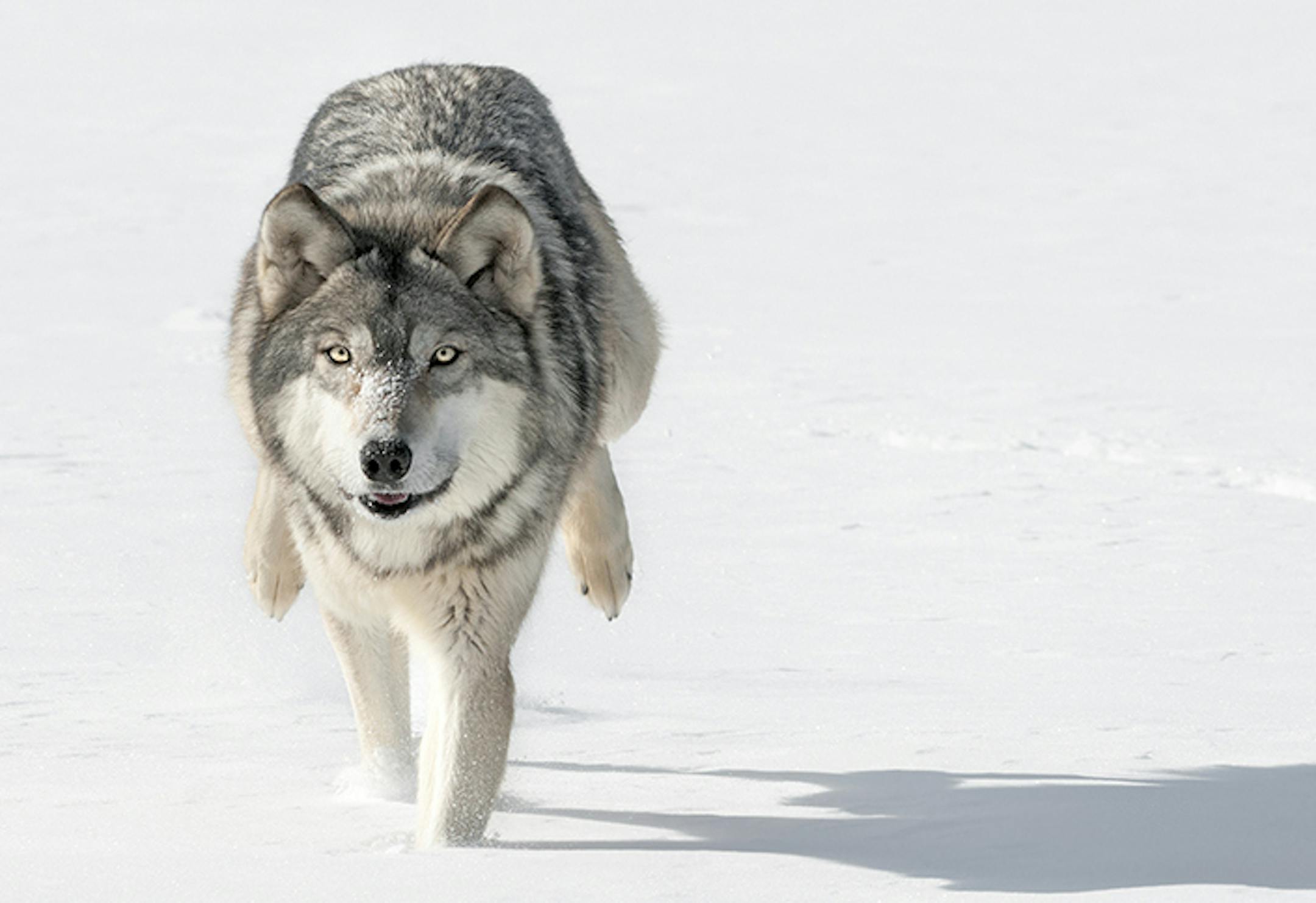 Grey Wolf (Canis lupus) Bounds Through Snow Towards Viewer - captive animal