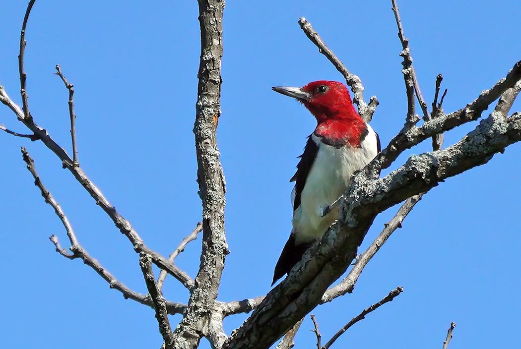 An adult red-headed woodpecker perched in a dead oak tree in East Bethel in 2019.