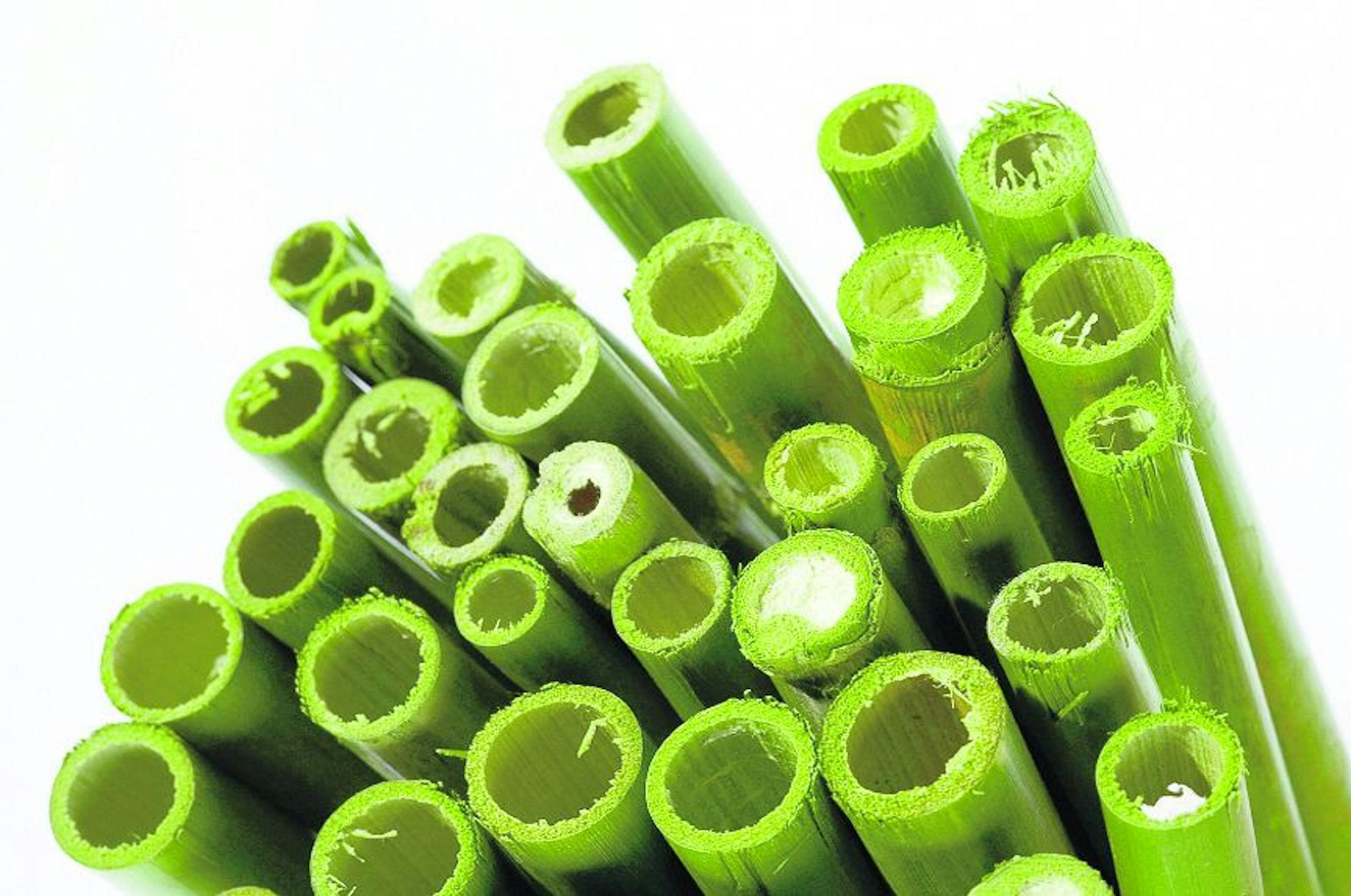 green bamboo