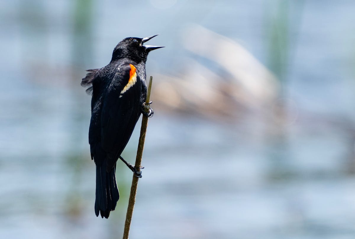 Red-winged blackbirds made use of suet kibbles this year, with insects harder to find.