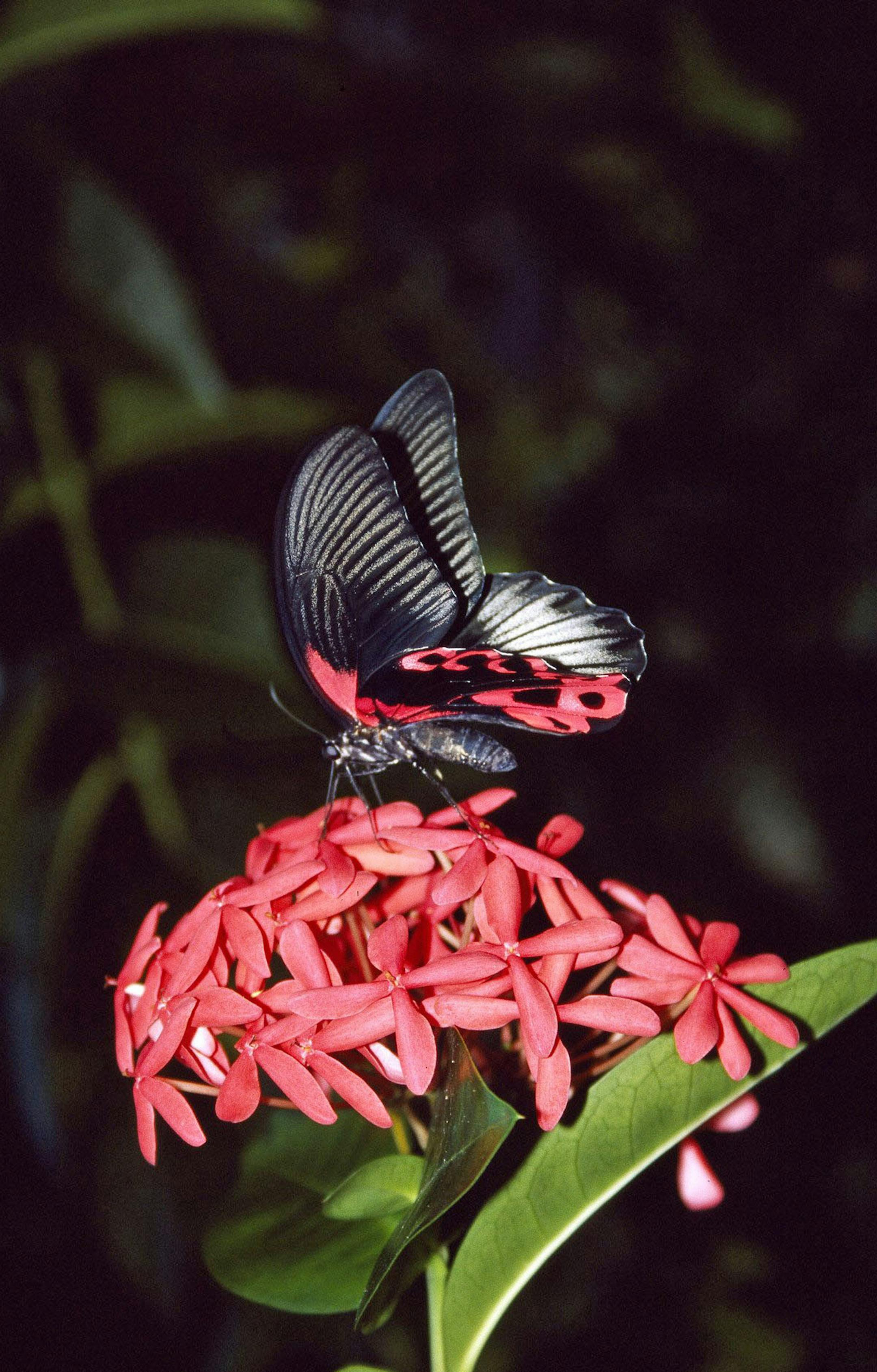 A butterfly alights on a flower in Aruba, where visitors can find beauty beyond the beach. (Toni Stroud Salama/MCT) ORG XMIT: 1026412