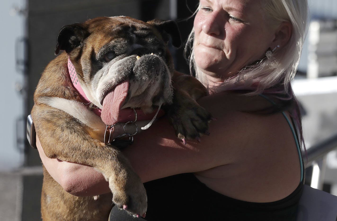 Zsa Zsa, an English Bulldog, is carried by owner Megan Brainard during the World's Ugliest Dog Contest at the Sonoma-Marin Fair in Petaluma, Calif., Saturday, June 23, 2018. Zsa Zsa won the contest. (AP Photo/Jeff Chiu)