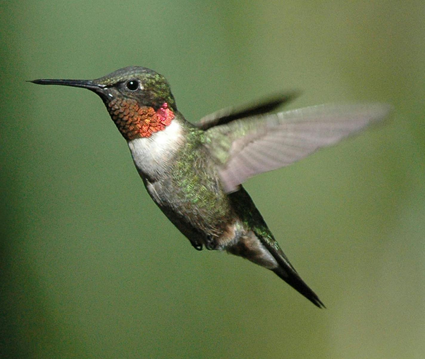 Ruby-throat male hummingbird flies ORG XMIT: MIN2014082615285141