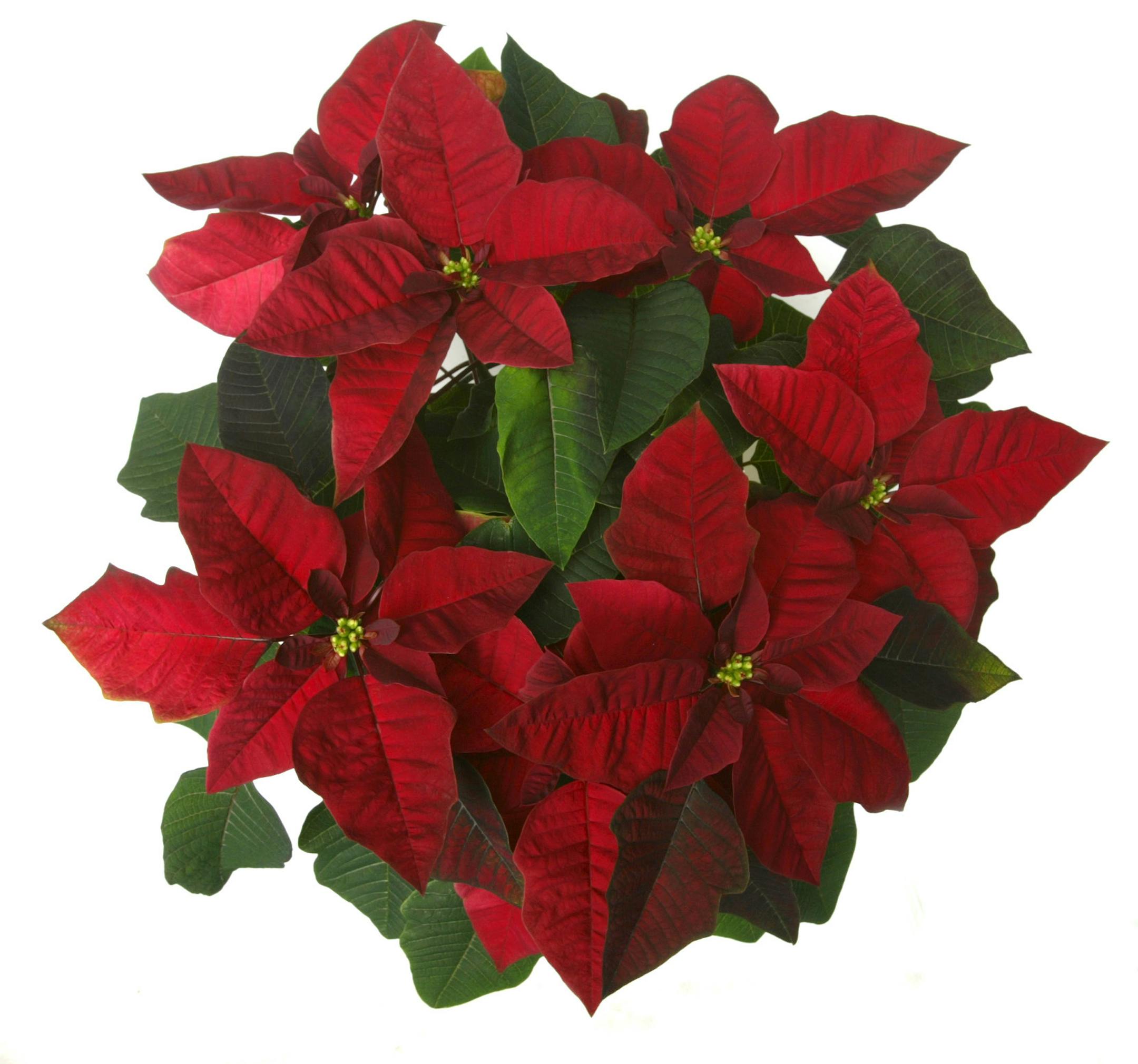 The poinsettia