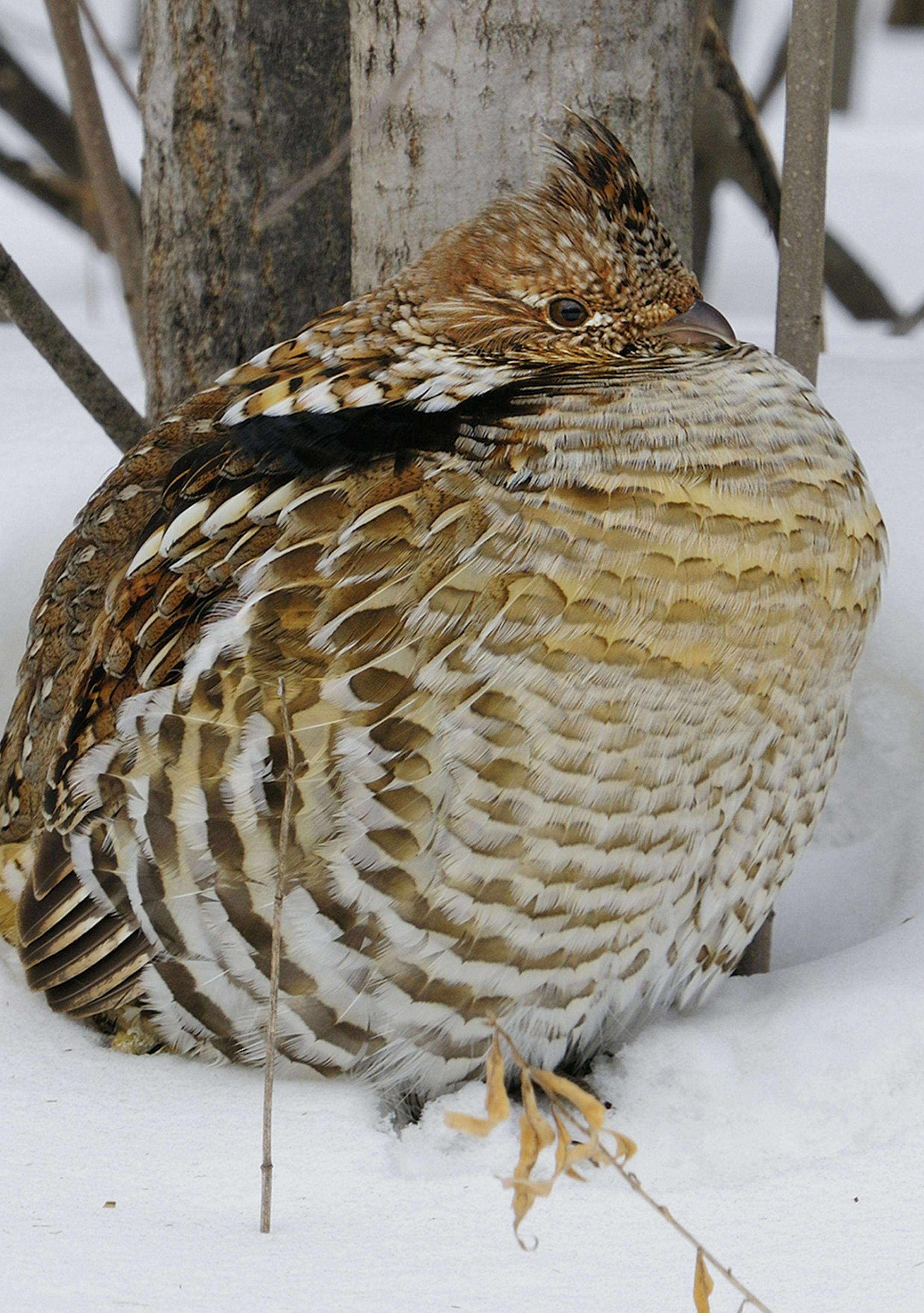 Sitting in snow alongside an aspen tree in northern Minnesota, a ruffed grouse fluffed its feathers as protection against the cold.