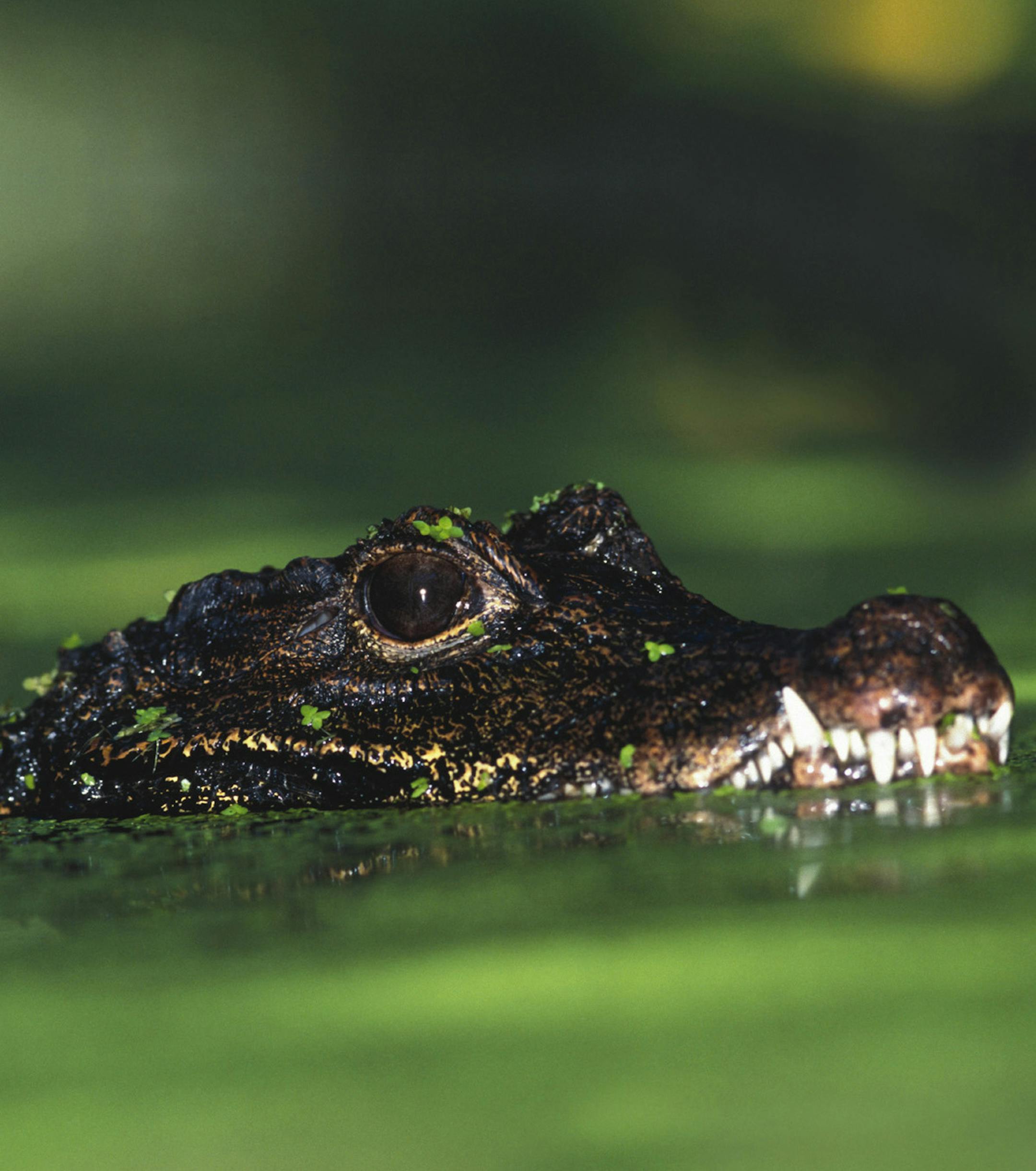 Provided by Minnesota Zoo Crocodile