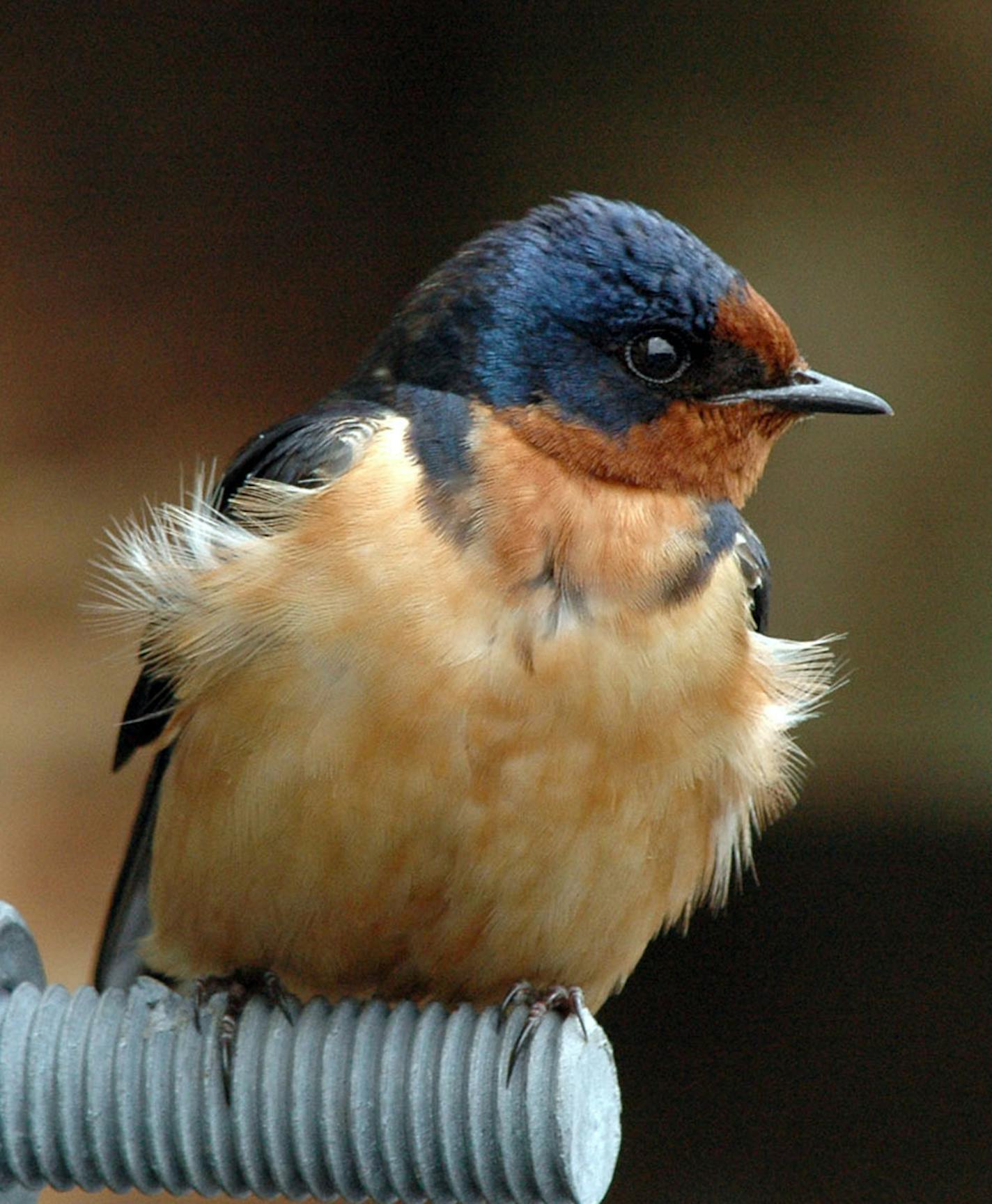 Birds see color better than we do. This male Barn Swallow, bright and snappy here, might look like a dud to a potential mate. credit: Jim Williams, special to the Star Tribune