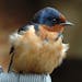 Birds see color better than we do. This male Barn Swallow, bright and snappy here, might look like a dud to a potential mate. credit: Jim Williams, sp