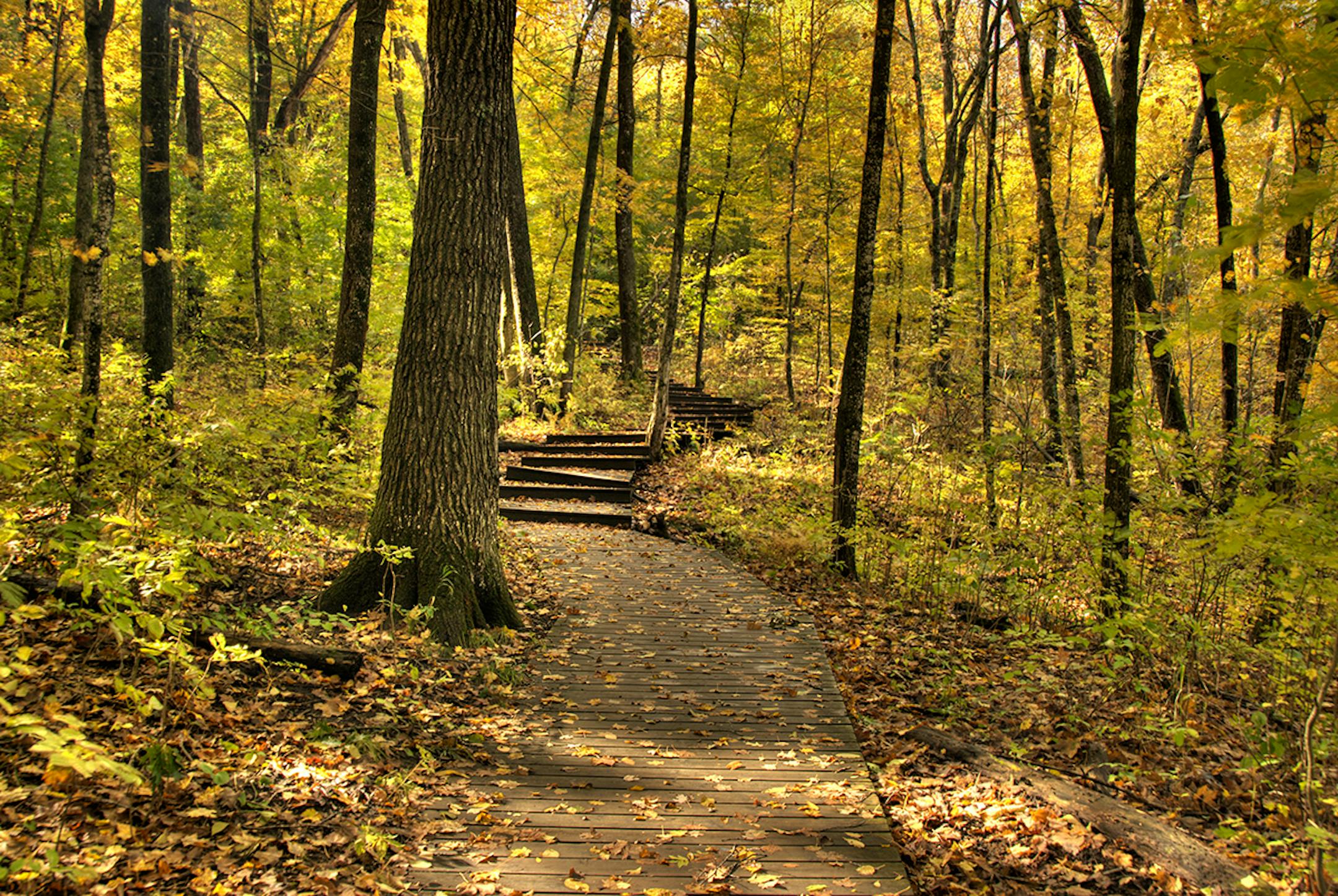 Hiking trail at Nerstrand Big Woods State Park.