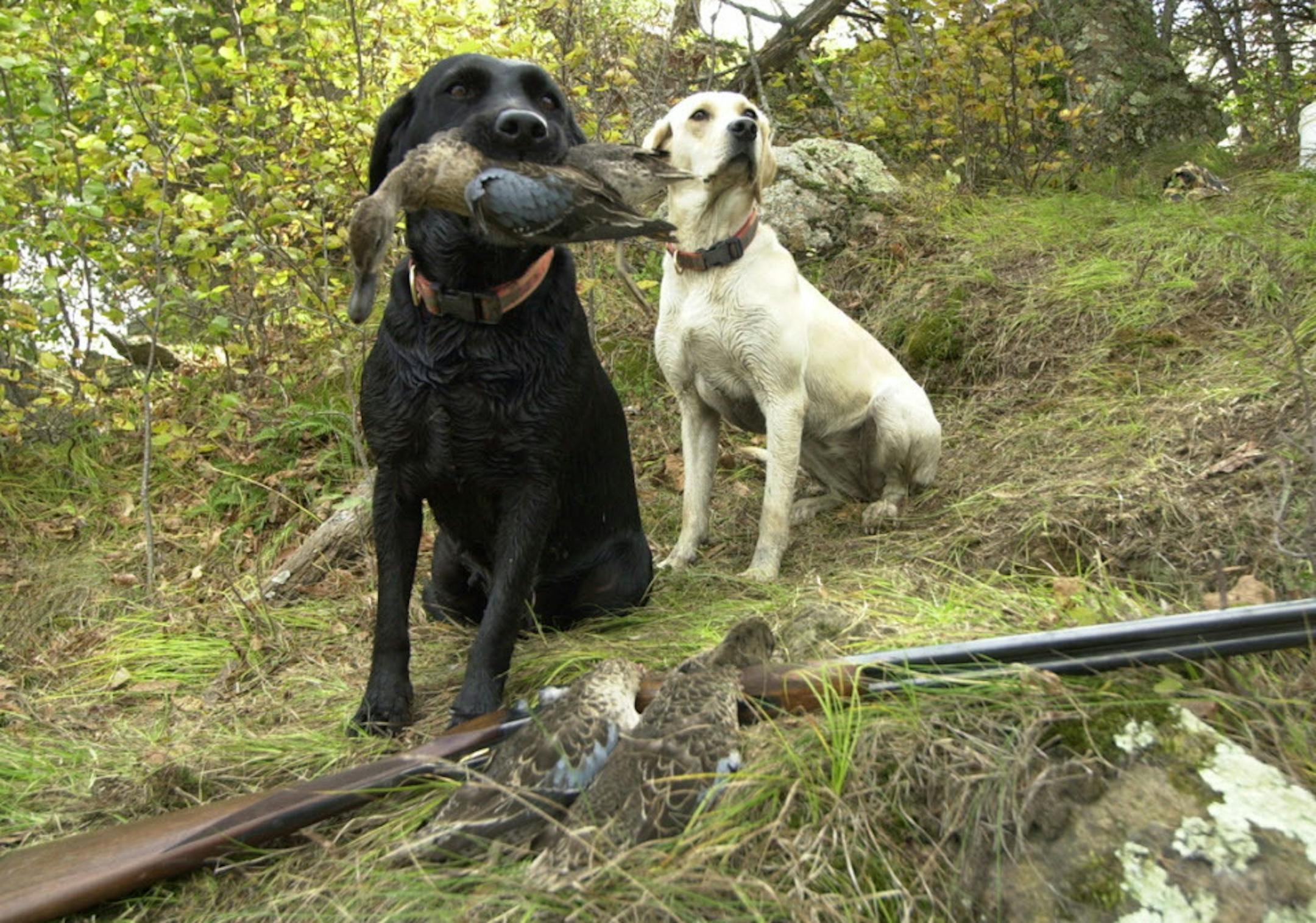 Tabatha, a black Lab, and Indie, a yellow Lab, pose with some of the blue-winged teal that made up the harvest on opening day near the Will Smith cabin in Renville County. // see article about a duck shack, Sun Sept 28, 2003, Star Tribune, page C20, by Dennis Anderson. ORG XMIT: MIN2013091611482532