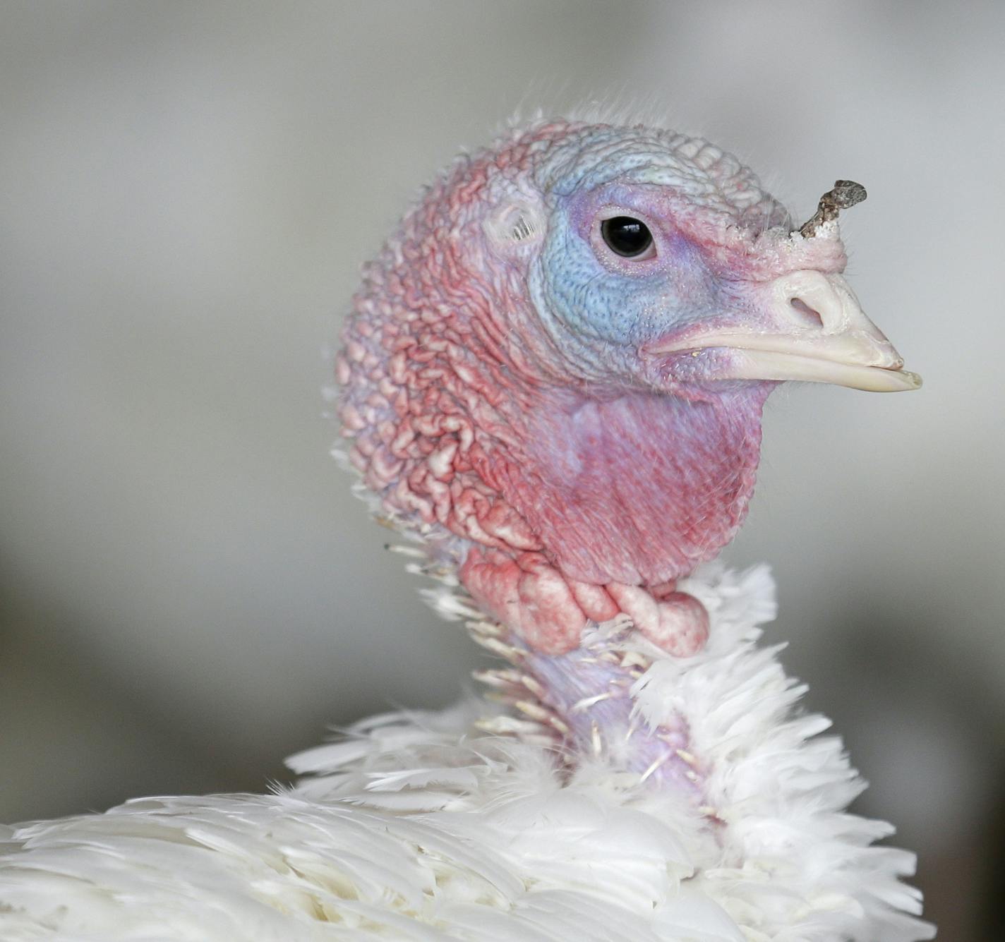 Turkeys enjoy their last days before the Thanksgiving holiday at Ashley Farms in Flanders, N.J., Tuesday, Nov. 13, 2018. Starting in late May every year, Ashley Farms raises 7,000 turkeys to be eaten on Thanksgiving. In the days leading up the to the holiday they prepare more than 300 fresh turkeys a day to add to the frozen ones they have already processed. (AP Photo/Seth Wenig)