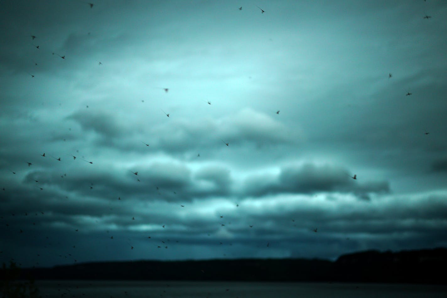 A hatch of Mayflies emerged from the Mississippi as a thunderstorm approached near Lake City Monday evening. Extreme rains have become common this summer in Minnesota and according to Paul Douglas: "Nearly 5 inches of rain soaked the Twin Cities in the first half of July, making it the 7th wettest start to any July on record. (Note: these statistics were before Tuesday evening's torrential thunderstorms). We're up to 23.31 inches of precipitation since January 1, meaning the 4th wettest start to any year since records were started in 1871. By the way, 7 of the 10 wettest starts to any calendar year at MSP have occurred since 1990." ]