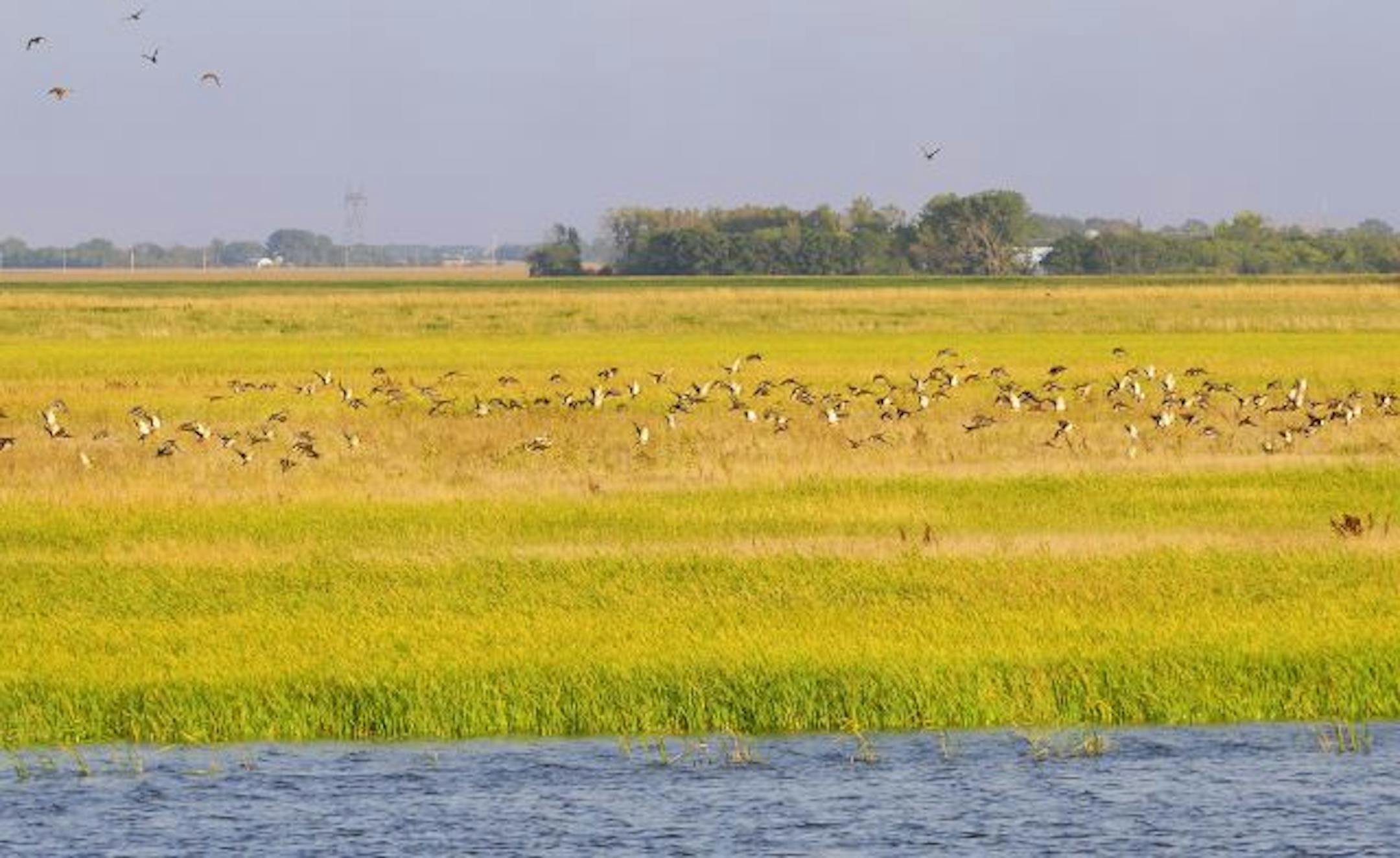 A flock of mostly mallard ducks is taking flight from the North Ottawa State Game Refuge in west-central Minnesota. The newly designated refuge covers more than three square miles.