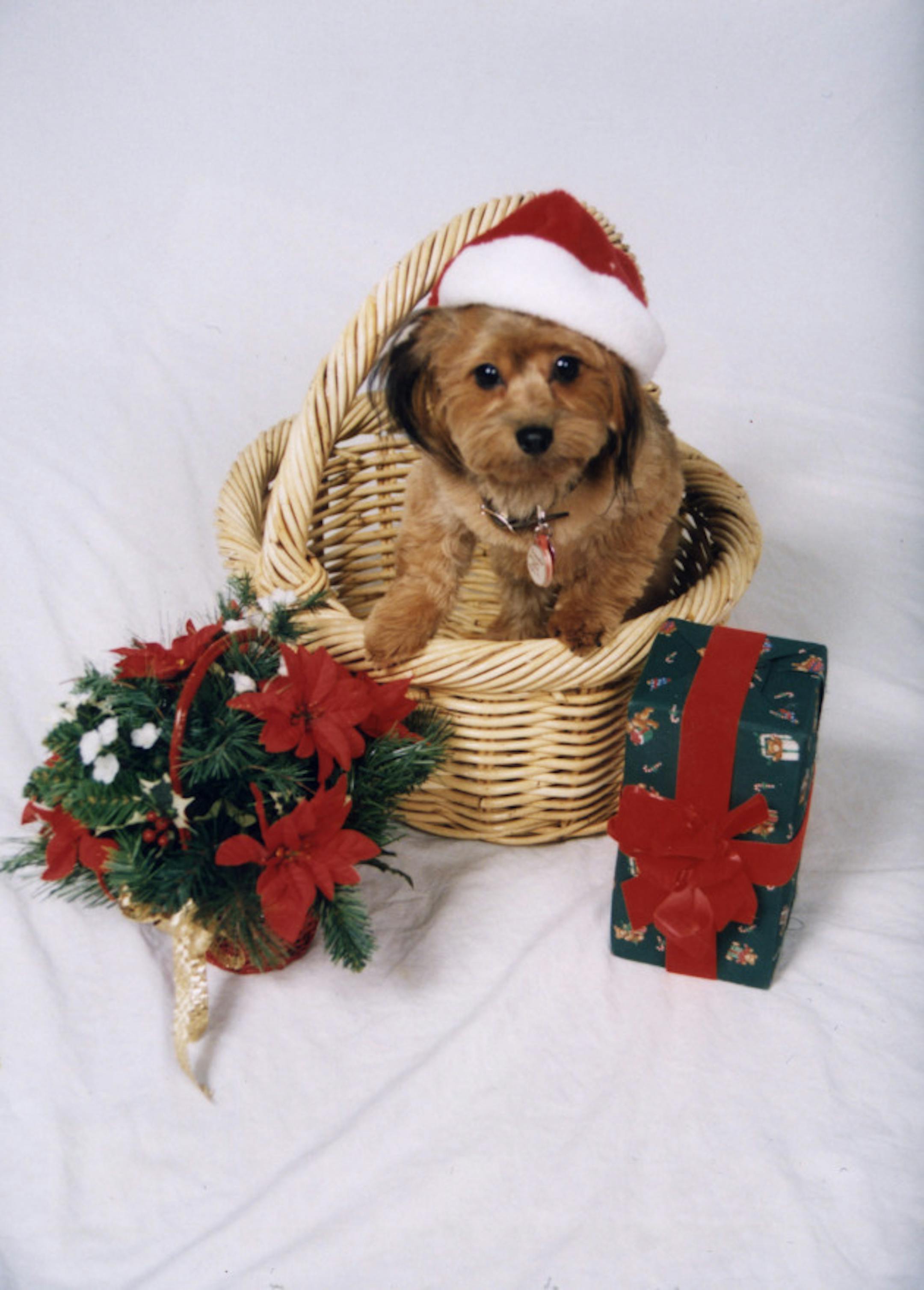 Pet of the Week "Chandler" dressed in a Santa Claus suit for a Christmas theme --
