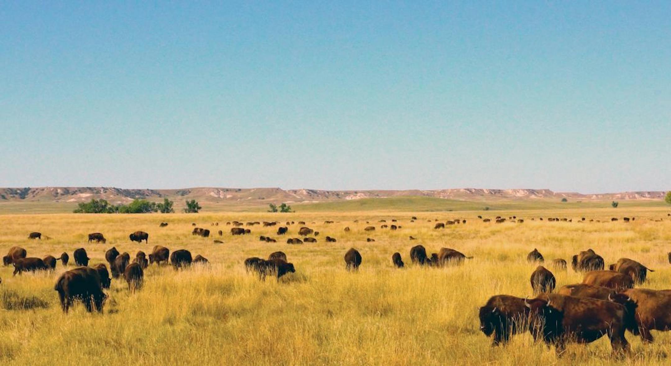 On Dan O�Brien�s ranch in the Black Hills of South Dakota, bison graze much as they did before the arrival of European settlers.