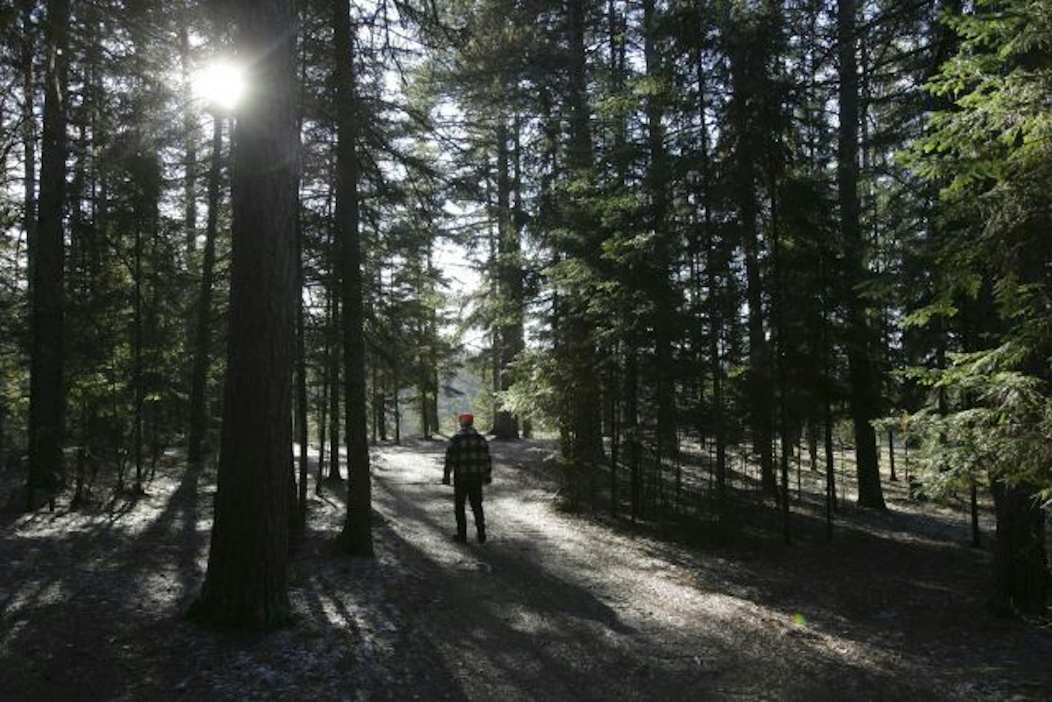 BRIAN PETERSON � brianp@startribune.com Mississippi Headwaters State Forest 11/30/2006 Barry Babcock walks through the tall pines along the Mississippi River near Stumphges Rapids. Babcock, who cares deeply about preserving the beauty of the Headwaters State Forest, is a local resident and member of the Headwaters Canoe Club in Bemidji. Mississippi Headwaters State Park is particularly vulnerable to ATV damage because some trail run along its banks.