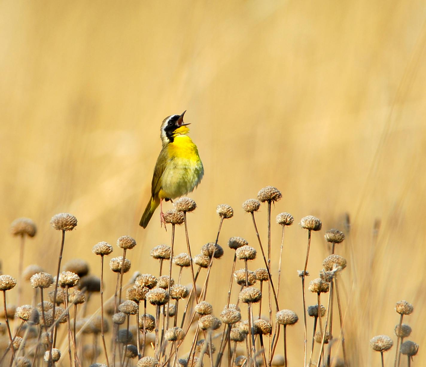 Common yellow-throated warbler sings.