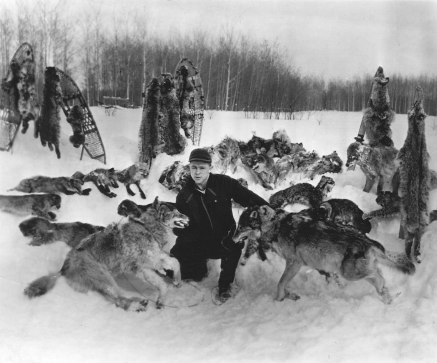 Wolves were among trapper Robert Himes' haul in 1955.