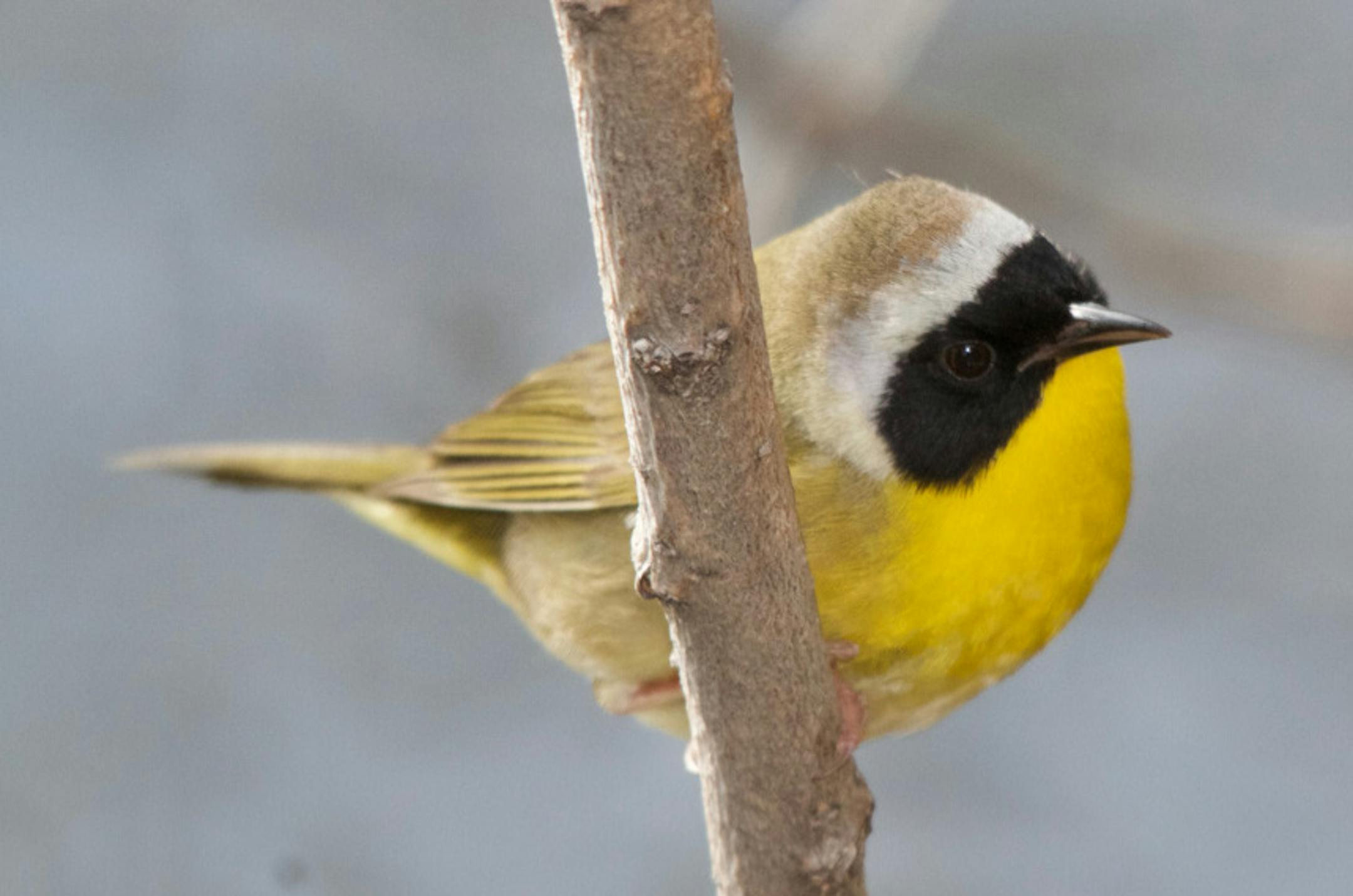 Common yellowthroat warbler
Craig Millard ONE TIME USE