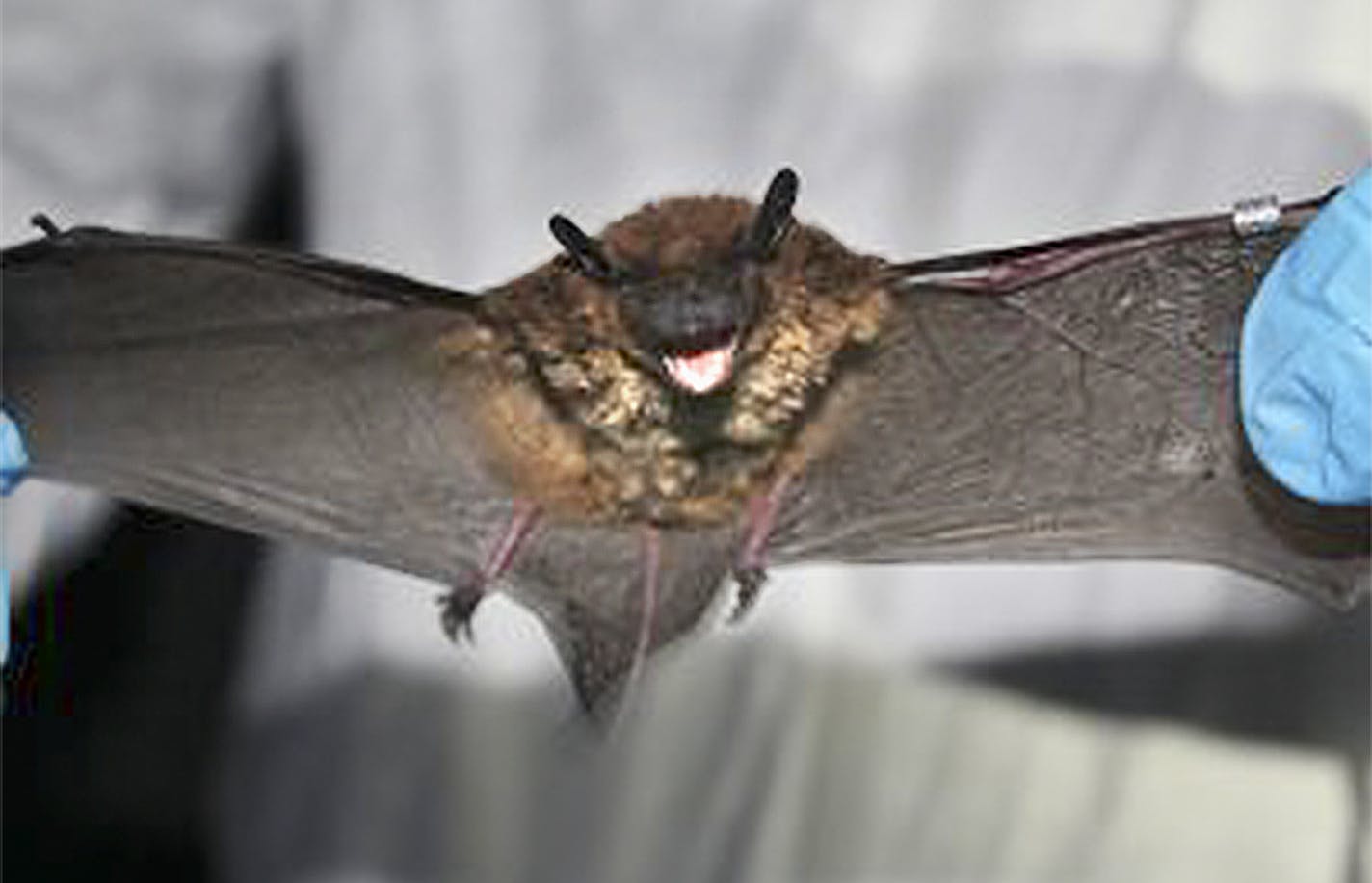 The evening bat caught in minnesota bat project.