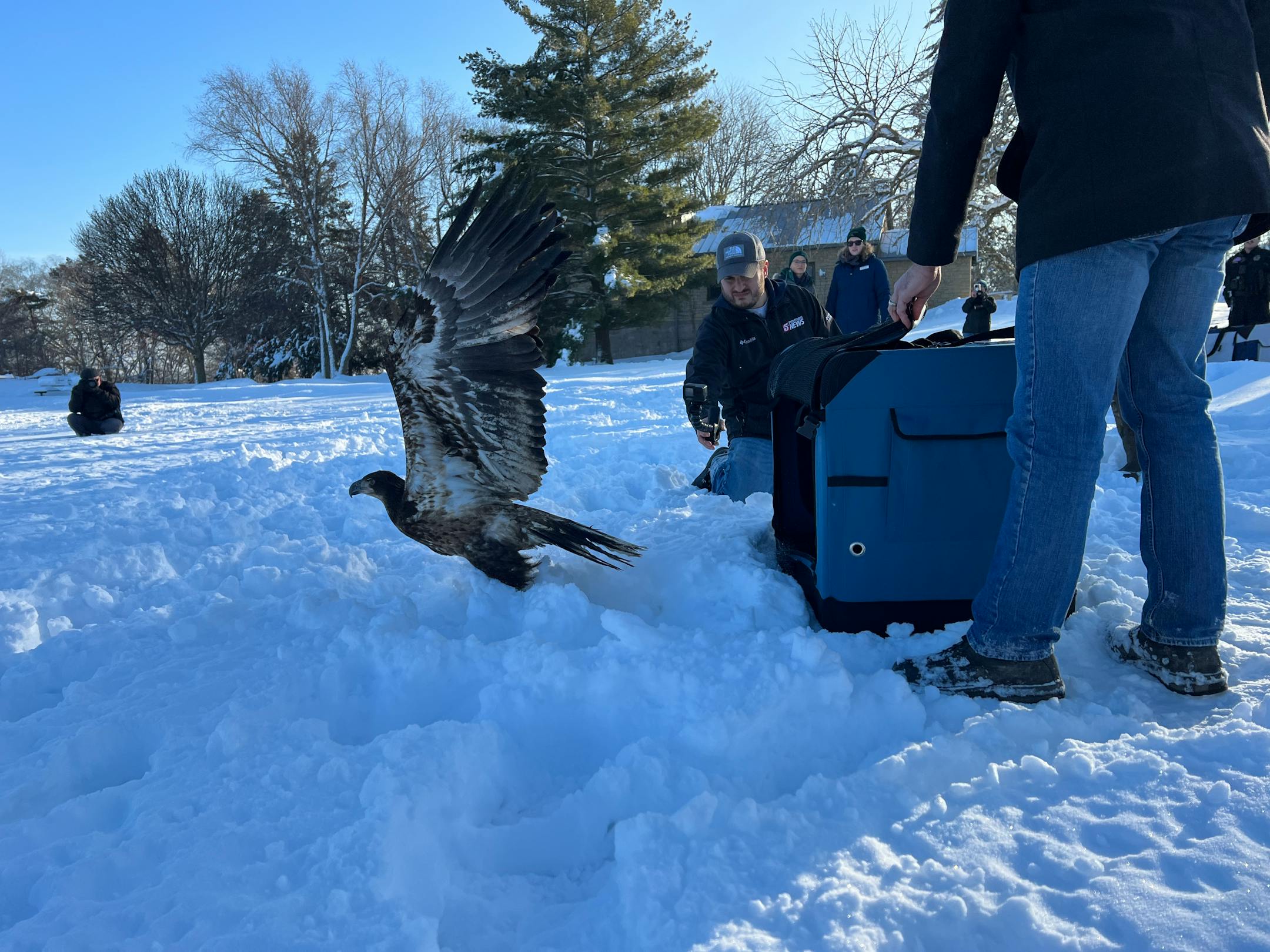 A juvenile bald eagle is released at Carpenter Nature Center.