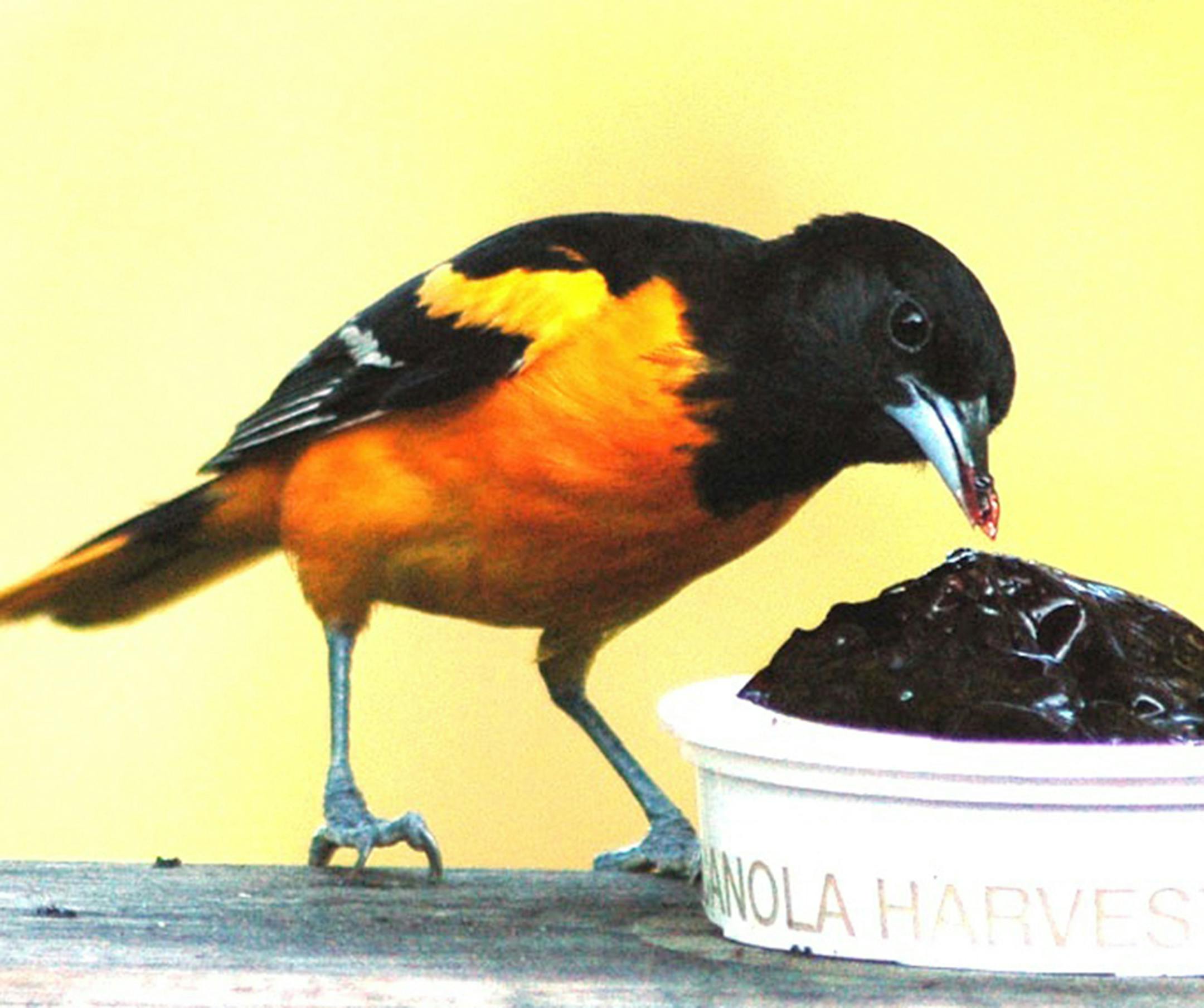 Beautiful orioles are also considered blackbirds, but they have ìnicerî habits and relish the grape jelly set out for them. credit: Jim Williams, special to the Star Tribune
