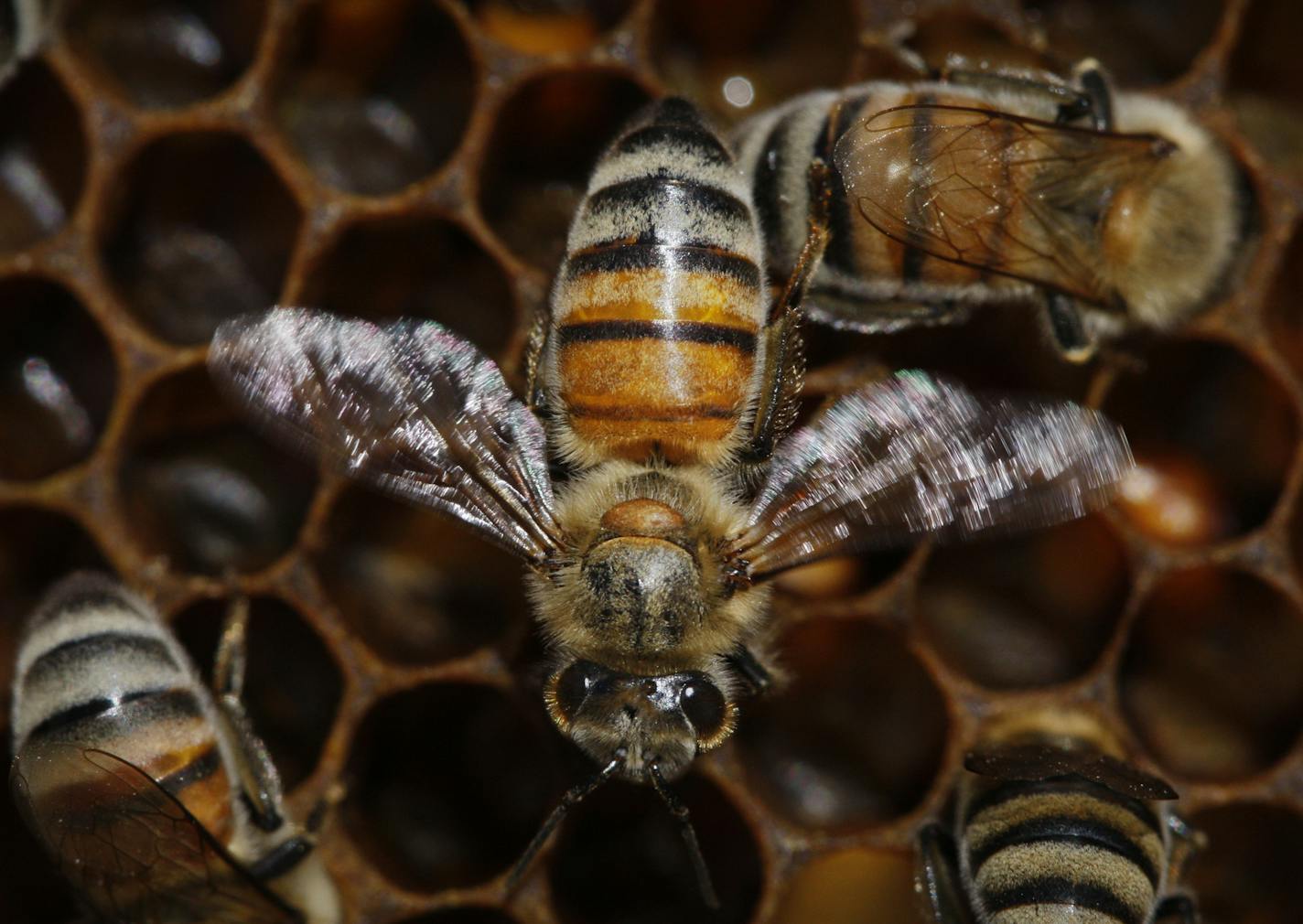 Honeybees produce honey in a hive in the village of Ein Yahav in southern Israel Monday Sept. 22, 2008. Jews around the world will dip an apple in honey on the evening of Sept. 29 to mark the Jewish new year, Rosh Hashana, honoring a tradition meant to symbolize a sweet new beginning. (AP Photo/Dan Balilty) ORG XMIT: JRL106