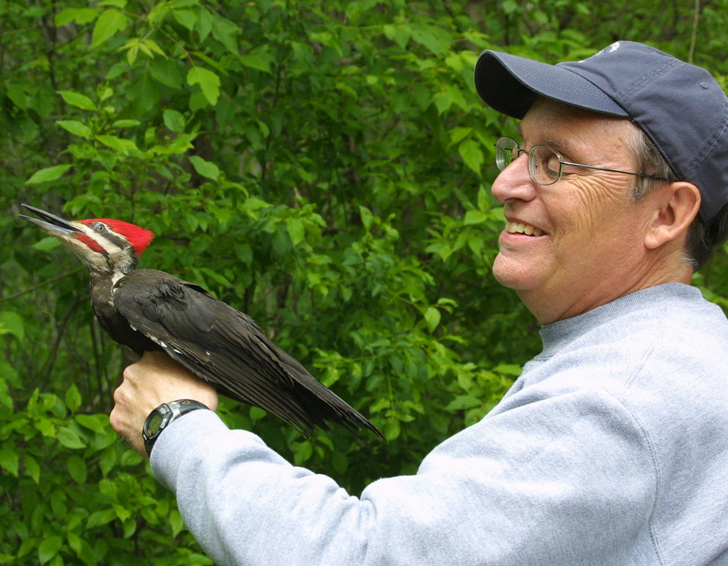 DO NOT USE! ONE-TIME USE FOR OUTDOORS WEEKEND ONLY! Photo by Siah St. Clair. Springbrook volunteer Dean Krepela releases a pileated woodpecker. This species has been captured and banded just twice during the course of Springbrook's 26-year bird-banding program.