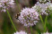 Adjusting your spring cleanup schedule will help pollinators like this bee on an allium flower.