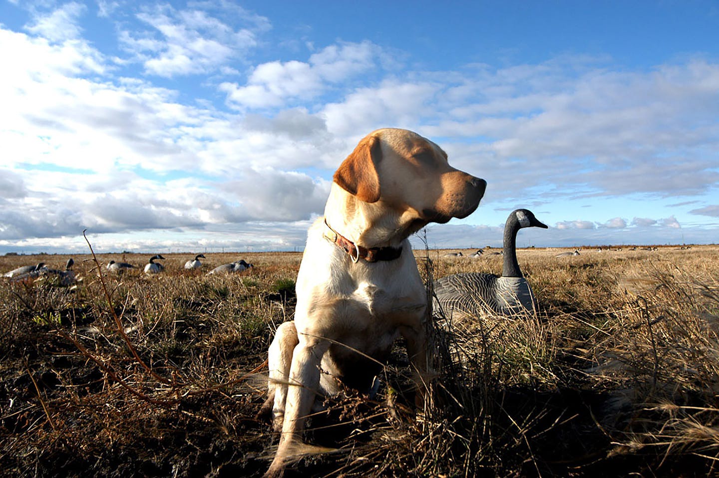 A flight risk more than ever, South Dakota waterfowl beckon lottery