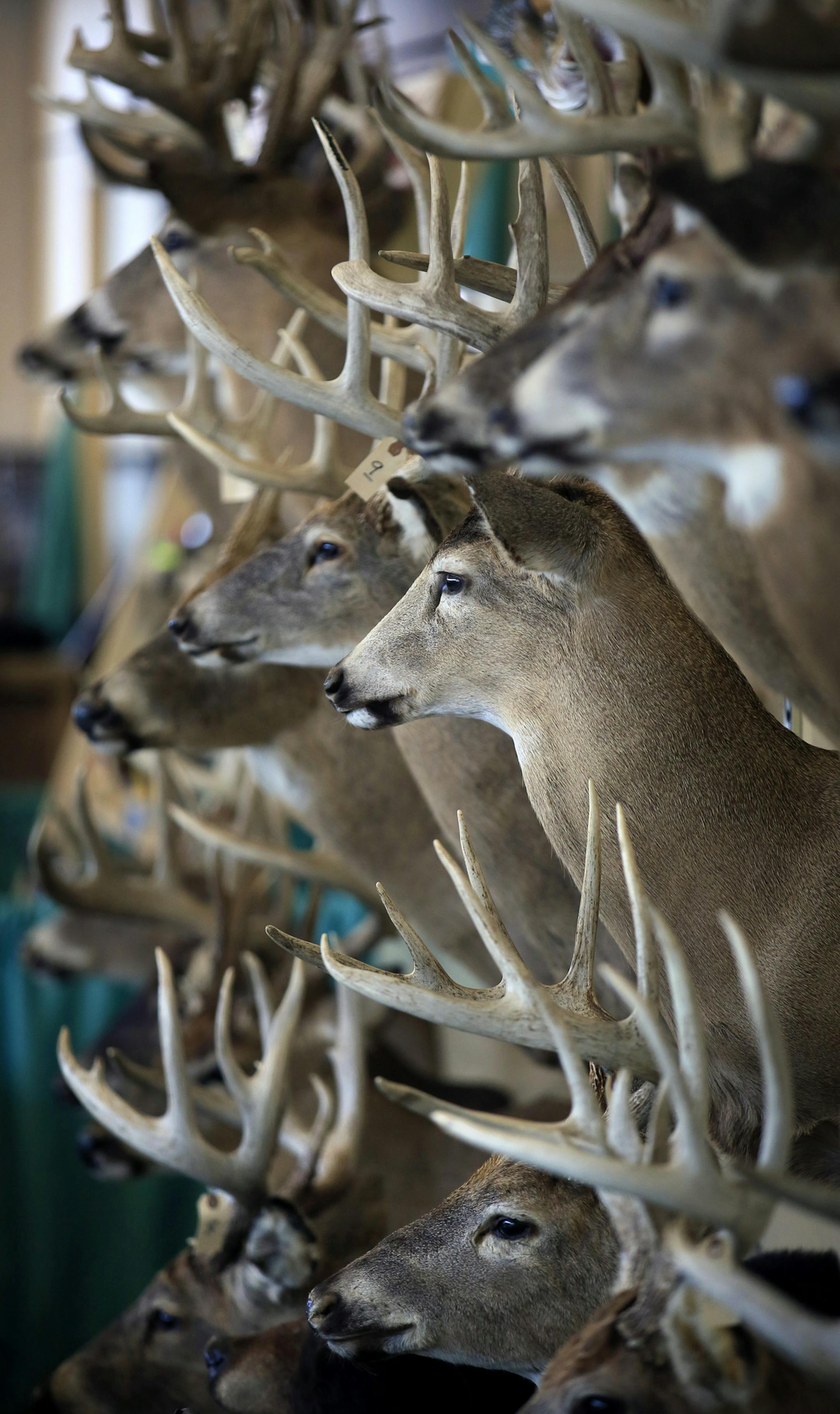 The iconic Minnesota Deer Classic has a new home! The National Sports Center is proud to have acquired the show from Hugh Price, the long-time owner of the Minnesota Deer Classic and move it to the NSC campus. The infamous DNR "Wall of Shame" trophy whitetail deer that were taken illegally in Minnesota. Including last years world record typiucal 8pt buck. (not in picture) ] Blain, MN - 03/07/2012