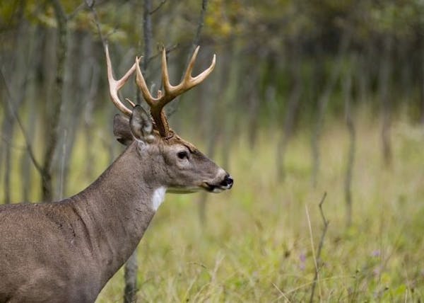 Wild deer in northern Minnesota face a threat from contagious, disease-causing prions in the soil and on other surfaces at an illegal dump site on pub