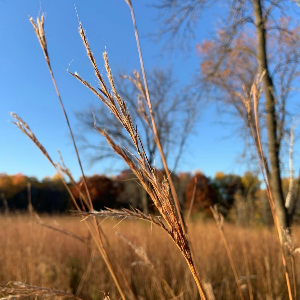 Big bluestem grass towered in places.
