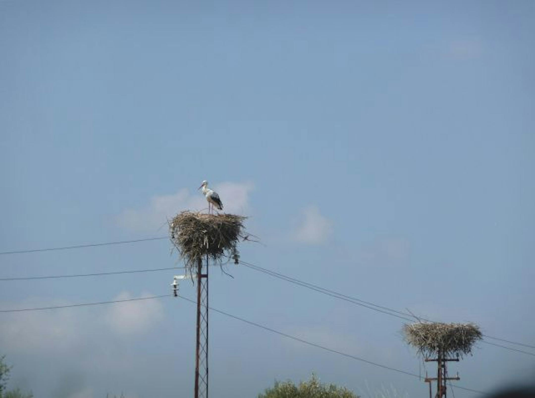 A white stork gives its nest on a utility pole one last look before leaving for Africa.