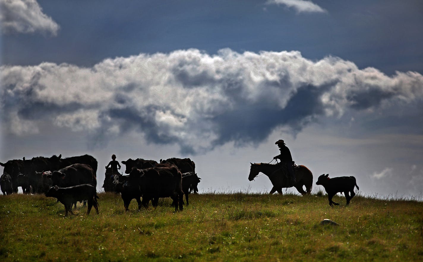 Jeff Hepper and one of his daughters, Kari, 6, helped to round up cattle for their neighbor, rancher Doug Olson. Branding at the Hepper&#x201a;&#xc4;&#xf4;s ranch was delayed due to rain. ] (JIM GEHRZ/STAR TRIBUNE) / October 23, 2013, Keene, ND &#x201a;&#xc4;&#xec; BACKGROUND INFORMATION- PHOTOS FOR USE IN SECOND PART OF NORTH DAKOTA OIL BOOM PROJECT: Rounding up of cattle and branding calves is a tradition handed down through generations of North Dakotans in the spring each year. Families take