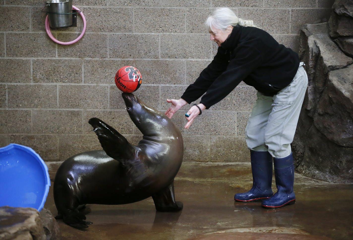 Cindy Swanson worked with Sparky the Sea Lion at Como Zoo Thursday January 23, 2014 in St. Paul .