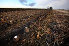 In parts of Minnesota and North Dakota, farmers weren't able to get sugar beets harvested before the ground froze. Distributors are warning food produ