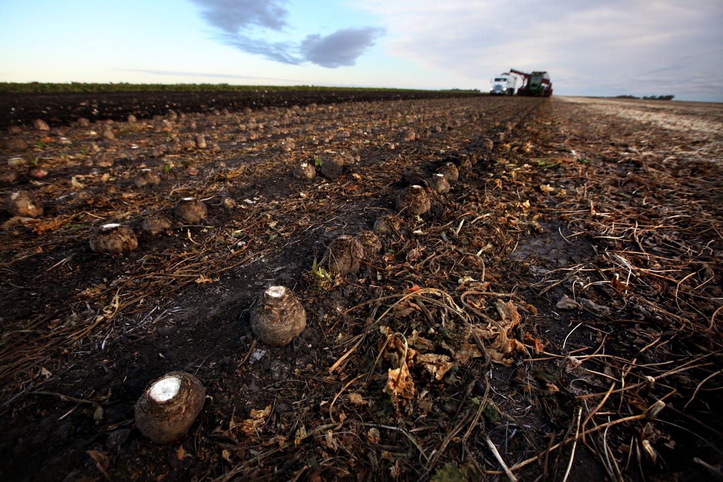 In parts of Minnesota and North Dakota, farmers weren't able to get sugar beets harvested before the ground froze. Distributors are warning food producers that supply won't meet demand.