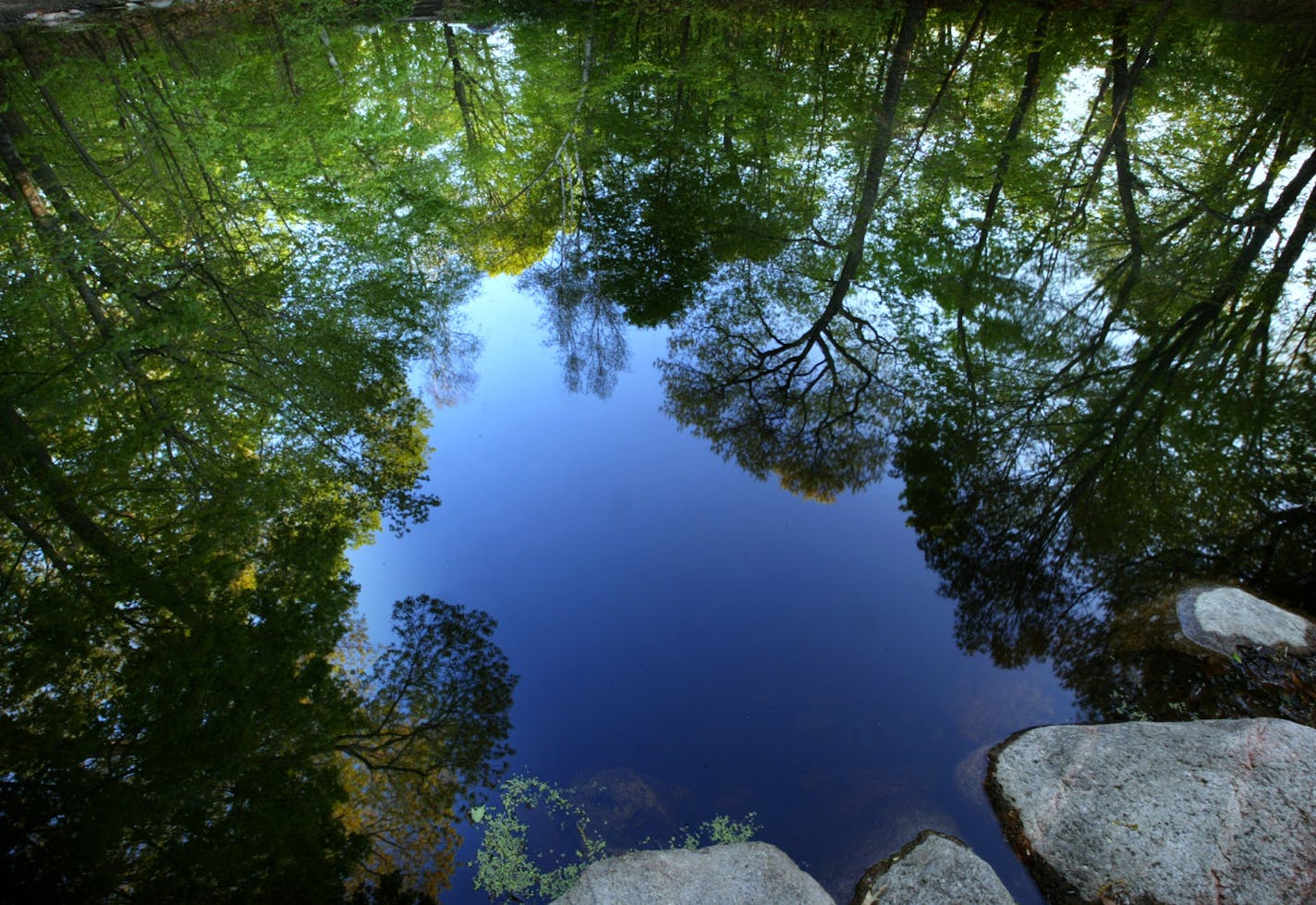 Trees are reflected in a pond at the U of M Landscape Arboretum.