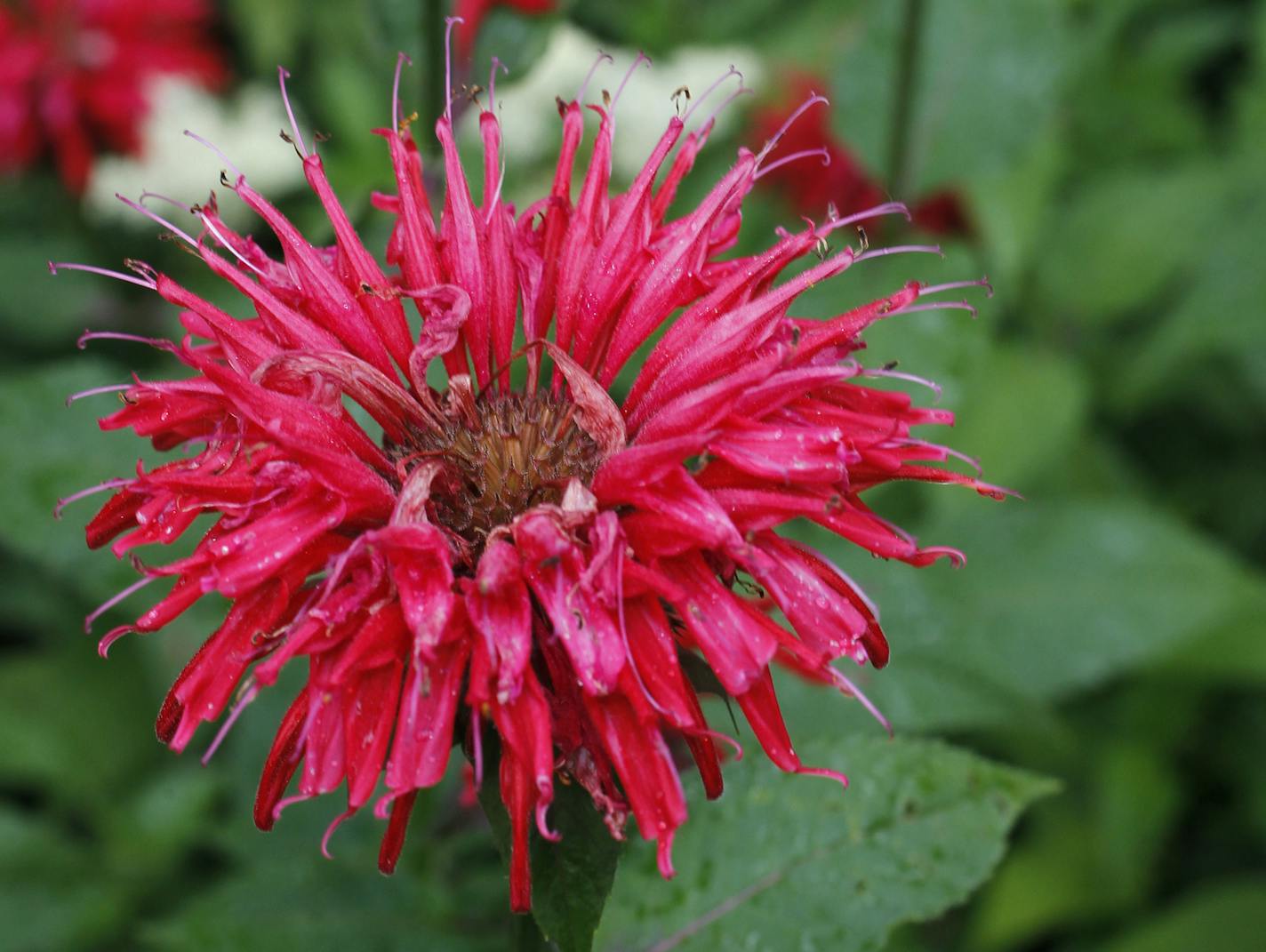 Bee balm, in Gary De Grande's White Bear Township, backyard garden expanse that will be on the Minnesota Water Garden Society pond tour July 30-31. ] TOM WALLACE &#x201a;&#xc4;&#xa2; twallace@startribune.com __Assignments #20018814A_ July 14, 2011_ SLUG: pond0724_ EXTRA INFORMATION: (CQ)Mary Boss is Gary&#x201a;&#xc4;&#xf4;s wife but gary does most of the gardening. (CQ)Gary De Grande by Mary. ORG XMIT: MIN2013052313424158