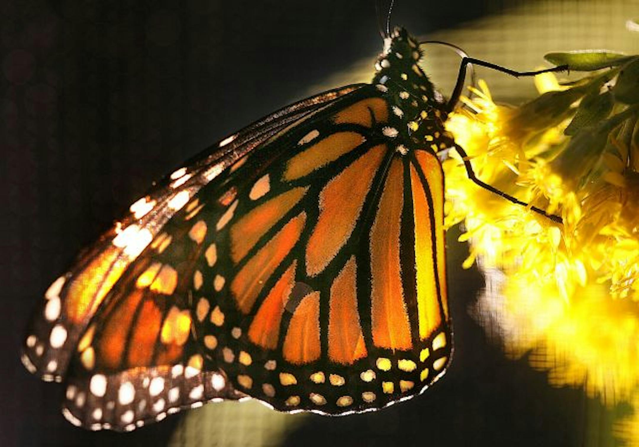 A female monarch butterfly clung to golden rod inside a cage at the Richardson Nature Center prior to being tagged and released.