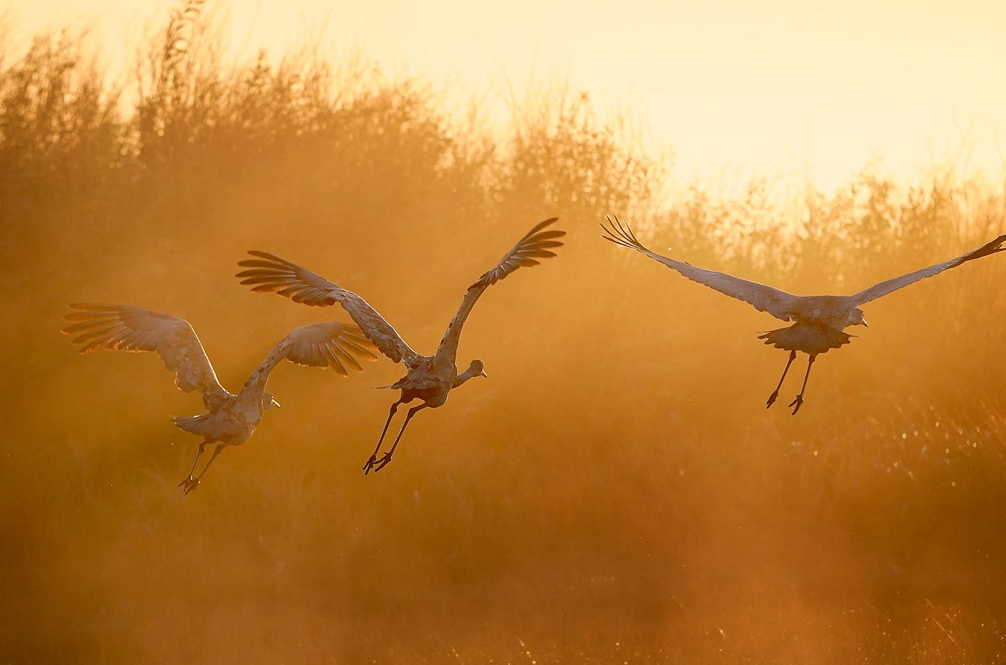 It's October, and that means sandhill cranes are staging