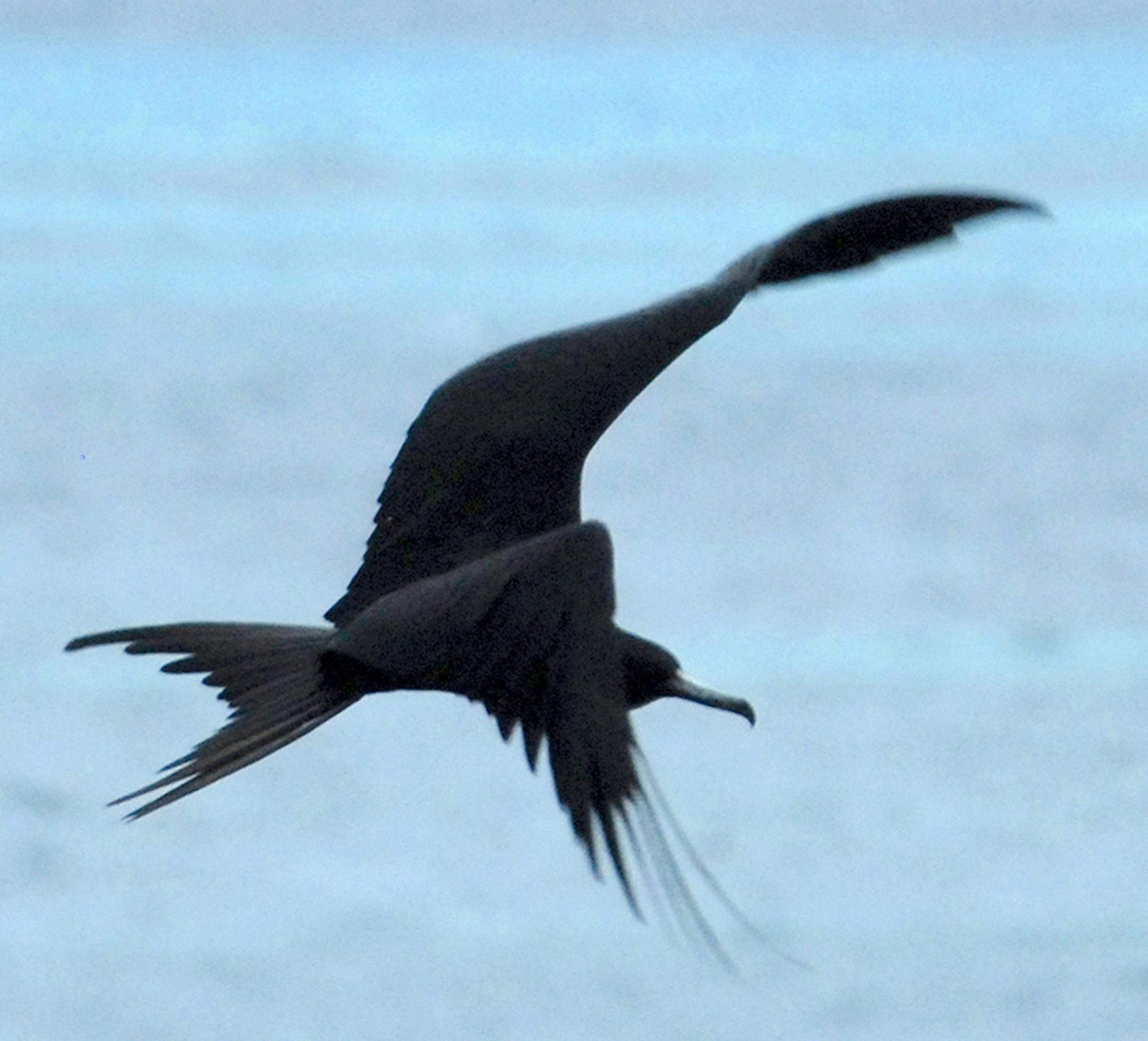 Mlagnificent Frigatebirds can be at sea for months, touching land only to breed.
credit: Jim Williams