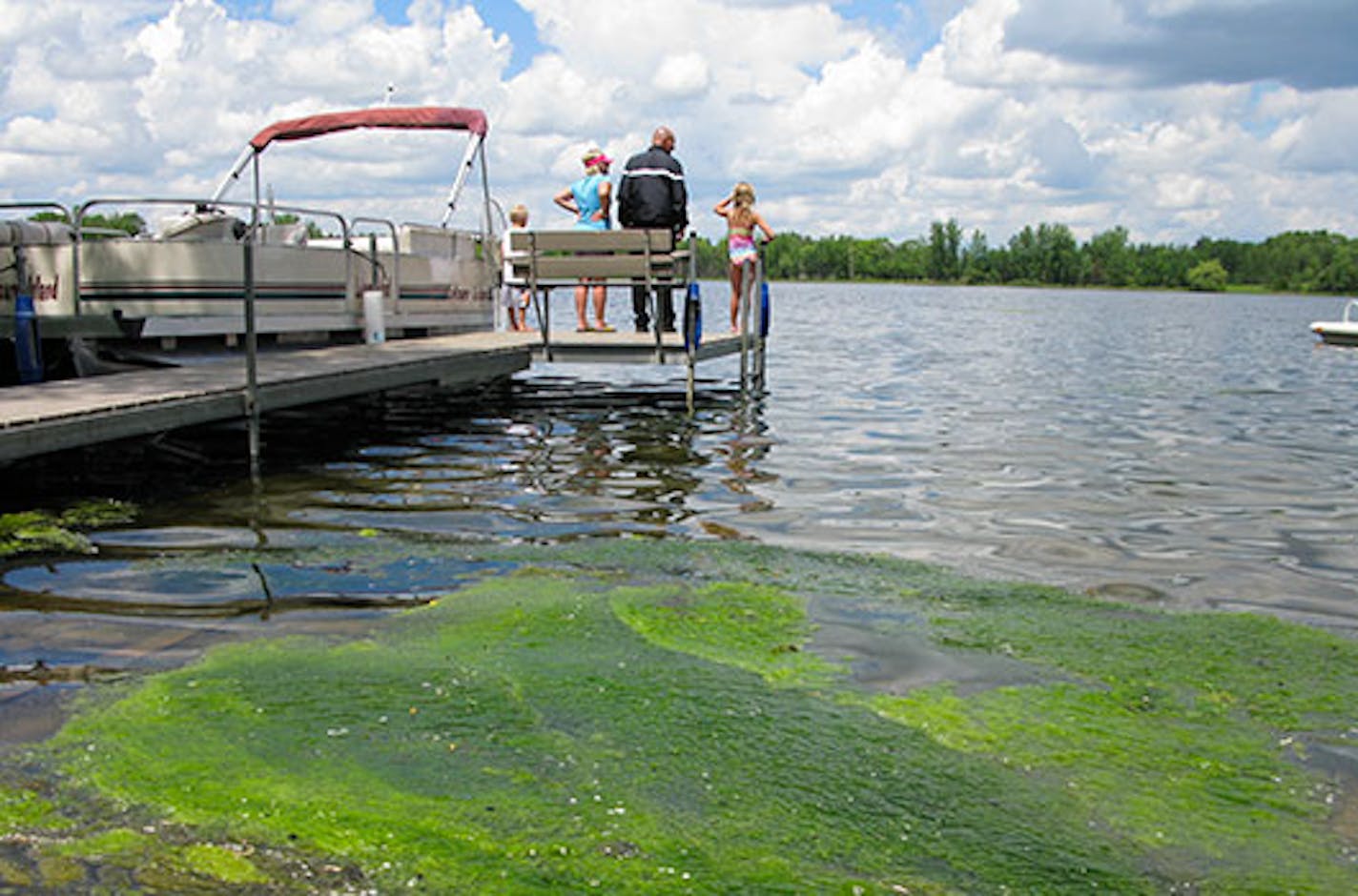 Toxins from the blue-green blooms sent a child to the hospital and killed two dogs near Alexandria, Minn., last month.