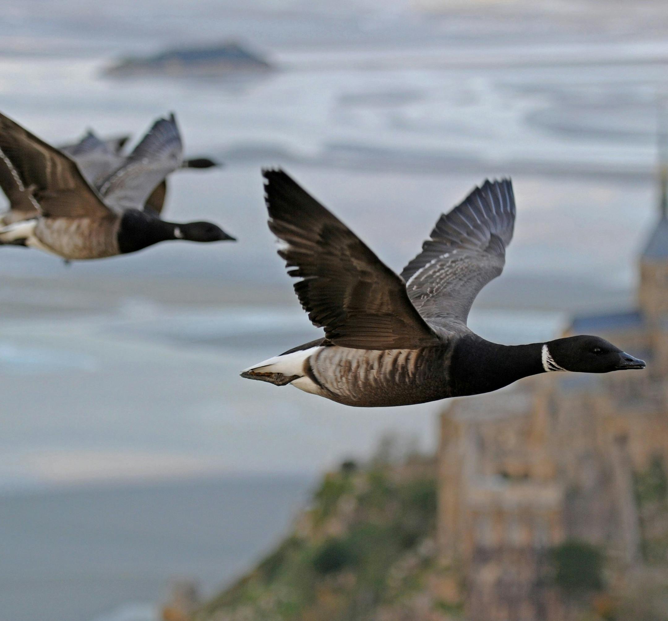 From "Wings 3D" Brent Geese flying over Mont St Michelle. (John Downer Productions/BBC America/MCT) ORG XMIT: 1153742